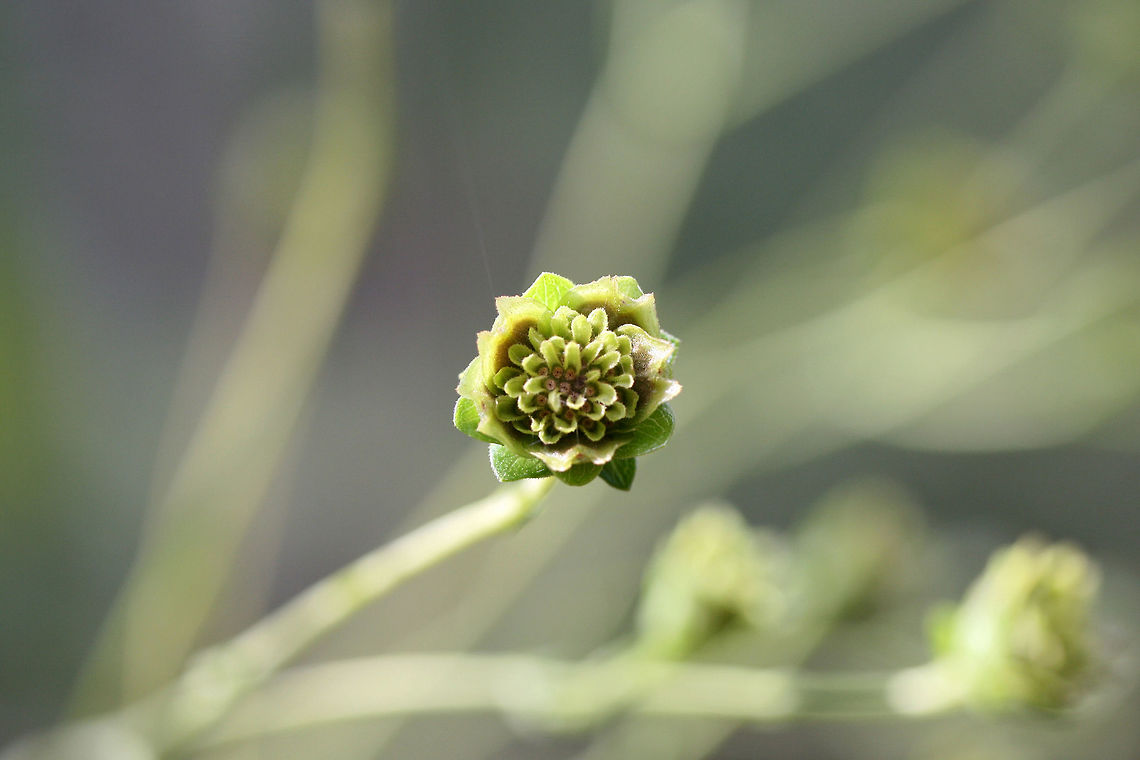 Kidney-leaf Rosinweed (Silphium compositum) In a (primarily) pine forest near a wetland.<br />
<figure class="photo"><a href="https://www.jungledragon.com/image/67064/kidney-leaf_rosinweed_silphium_compositum.html" title="Kidney-leaf Rosinweed (Silphium compositum)"><img src="https://s3.amazonaws.com/media.jungledragon.com/images/3231/67064_thumb.jpg?AWSAccessKeyId=05GMT0V3GWVNE7GGM1R2&Expires=1769040010&Signature=HT4%2BKEQ650Bcu8Uqit7NdoYoQJY%3D" width="200" height="134" alt="Kidney-leaf Rosinweed (Silphium compositum) In a (primarily) pine forest near a wetland.<br />
https://www.jungledragon.com/image/67063/kidney-leaf_rosinweed_silphium_compositum.html<br />
https://www.jungledragon.com/image/67062/kidney-leaf_rosinweed_silphium_compositum.html Fall,Geotagged,Kidney-leaf Rosinweed,Silphium compositum,United States" /></a></figure><br />
<figure class="photo"><a href="https://www.jungledragon.com/image/67063/kidney-leaf_rosinweed_silphium_compositum.html" title="Kidney-leaf Rosinweed (Silphium compositum)"><img src="https://s3.amazonaws.com/media.jungledragon.com/images/3231/67063_thumb.jpg?AWSAccessKeyId=05GMT0V3GWVNE7GGM1R2&Expires=1769040010&Signature=CF2hv%2BpHVEydA1cXVSpktUYMNzY%3D" width="200" height="134" alt="Kidney-leaf Rosinweed (Silphium compositum) In a (primarily) pine forest near a wetland.<br />
https://www.jungledragon.com/image/67064/kidney-leaf_rosinweed_silphium_compositum.html<br />
https://www.jungledragon.com/image/67062/kidney-leaf_rosinweed_silphium_compositum.html Fall,Geotagged,Kidney-leaf Rosinweed,Silphium compositum,United States" /></a></figure> Fall,Geotagged,Kidney-leaf Rosinweed,Silphium compositum,United States