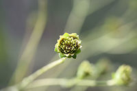 Kidney-leaf Rosinweed (Silphium compositum) In a (primarily) pine forest near a wetland.<br />
https://www.jungledragon.com/image/67064/kidney-leaf_rosinweed_silphium_compositum.html<br />
https://www.jungledragon.com/image/67063/kidney-leaf_rosinweed_silphium_compositum.html Fall,Geotagged,Kidney-leaf Rosinweed,Silphium compositum,United States