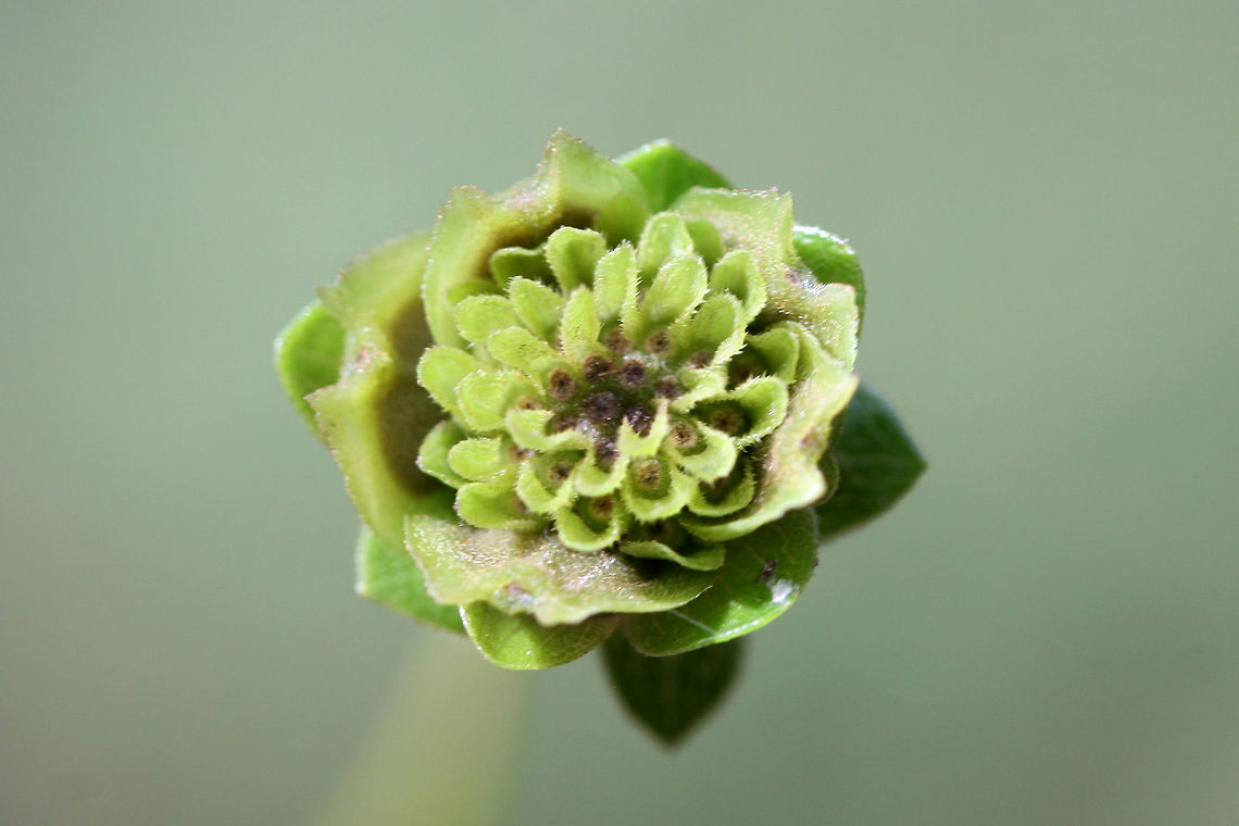 Kidney-leaf Rosinweed (Silphium compositum) In a (primarily) pine forest near a wetland.<br />
<figure class="photo"><a href="https://www.jungledragon.com/image/67064/kidney-leaf_rosinweed_silphium_compositum.html" title="Kidney-leaf Rosinweed (Silphium compositum)"><img src="https://s3.amazonaws.com/media.jungledragon.com/images/3231/67064_thumb.jpg?AWSAccessKeyId=05GMT0V3GWVNE7GGM1R2&Expires=1763596810&Signature=TETWC%2Fd0Uvr3urh3vZ2B07nVBJI%3D" width="200" height="134" alt="Kidney-leaf Rosinweed (Silphium compositum) In a (primarily) pine forest near a wetland.<br />
https://www.jungledragon.com/image/67063/kidney-leaf_rosinweed_silphium_compositum.html<br />
https://www.jungledragon.com/image/67062/kidney-leaf_rosinweed_silphium_compositum.html Fall,Geotagged,Kidney-leaf Rosinweed,Silphium compositum,United States" /></a></figure><br />
<figure class="photo"><a href="https://www.jungledragon.com/image/67062/kidney-leaf_rosinweed_silphium_compositum.html" title="Kidney-leaf Rosinweed (Silphium compositum)"><img src="https://s3.amazonaws.com/media.jungledragon.com/images/3231/67062_thumb.jpg?AWSAccessKeyId=05GMT0V3GWVNE7GGM1R2&Expires=1763596810&Signature=va9kpGUsfXoGz4gNSc4KnVcAn2A%3D" width="200" height="134" alt="Kidney-leaf Rosinweed (Silphium compositum) In a (primarily) pine forest near a wetland.<br />
https://www.jungledragon.com/image/67064/kidney-leaf_rosinweed_silphium_compositum.html<br />
https://www.jungledragon.com/image/67063/kidney-leaf_rosinweed_silphium_compositum.html Fall,Geotagged,Kidney-leaf Rosinweed,Silphium compositum,United States" /></a></figure> Fall,Geotagged,Kidney-leaf Rosinweed,Silphium compositum,United States