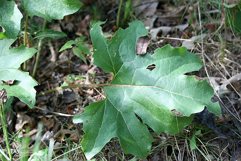 Kidney-leaf Rosinweed (Silphium compositum) In a (primarily) pine forest near a wetland.
https://www.jungledragon.com/image/67063/kidney-leaf_rosinweed_silphium_compositum.html
https://www.jungledragon.com/image/67062/kidney-leaf_rosinweed_silphium_compositum.html Fall,Geotagged,Kidney-leaf Rosinweed,Silphium compositum,United States