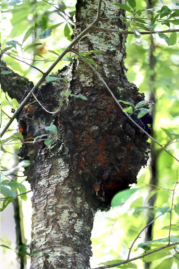 Black Knot (Apiosporina morbosa) on Black Cherry Tree (Prunus serotina) On Black Cherry (Prunus serotina).<br />
<br />
Apiosporina morbosa is a pathogen of cherry, plum, chokecherry, and apricot trees in North America. Black Knot affects the woody parts of these trees, causing olive green swellings (seen in spring) which mature to oozing, black knots (by autumn). These knots encourage insect infestations which can lead to tree weakening and eventual death.<br />
 Dibotryon morbosum,Fall,Geotagged,United States