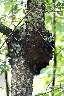 Black Knot (Apiosporina morbosa) on Black Cherry Tree (Prunus serotina) On Black Cherry (Prunus serotina).

Apiosporina morbosa is a pathogen of cherry, plum, chokecherry, and apricot trees in North America. Black Knot affects the woody parts of these trees, causing olive green swellings (seen in spring) which mature to oozing, black knots (by autumn). These knots encourage insect infestations which can lead to tree weakening and eventual death.
 Dibotryon morbosum,Fall,Geotagged,United States