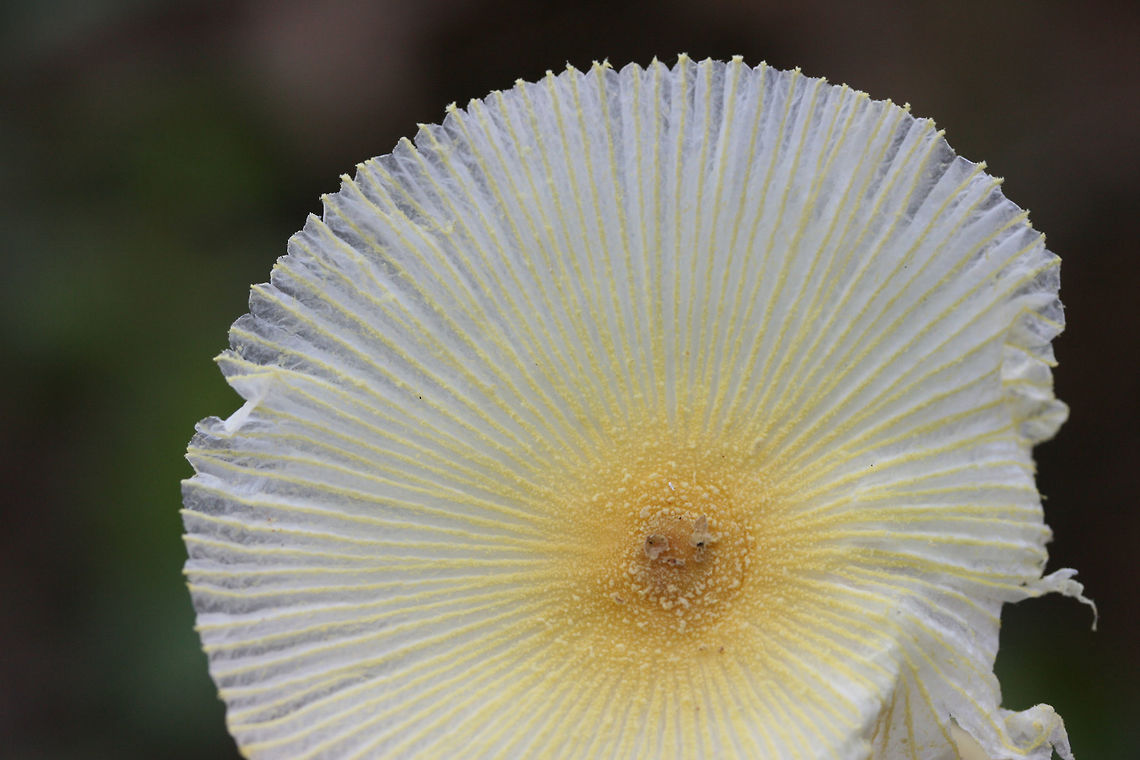 Fragile Dapperling (Leucocoprinus fragilissimus) At the disturbed edge of a dense mixed hardwood/coniferous forest. Growing at the top of a ridge near fallen oaks and pines ( and their roots).<br />
<br />
They "melted" immediately when touched! So cool (but frustrating for further photographs)!<br />
<figure class="photo"><a href="https://www.jungledragon.com/image/67116/fragile_dapperling_leucocoprinus_fragilissimus.html" title="Fragile Dapperling (Leucocoprinus fragilissimus)"><img src="https://s3.amazonaws.com/media.jungledragon.com/images/3231/67116_thumb.jpg?AWSAccessKeyId=05GMT0V3GWVNE7GGM1R2&Expires=1769040010&Signature=XFAyGHkQeA97k4rX84uQQe0CLbg%3D" width="200" height="134" alt="Fragile Dapperling (Leucocoprinus fragilissimus) At the disturbed edge of a dense mixed hardwood/coniferous forest. Growing at the top of a ridge near fallen oaks and pines ( and their roots).<br />
<br />
They "melted" immediately when touched! So cool (but frustrating for further photographs)!<br />
https://www.jungledragon.com/image/67113/fragile_dapperling_leucocoprinus_fragilissimus.html<br />
https://www.jungledragon.com/image/67114/fragile_dapperling_leucocoprinus_fragilissimus.html<br />
https://www.jungledragon.com/image/67115/fragile_dapperling_leucocoprinus_fragilissimus.html<br />
https://www.jungledragon.com/image/67118/fragile_dapperling_leucocoprinus_fragilissimus.html Fall,Fragile Dapperling,Geotagged,Leucocoprinus fragilissimus,United States" /></a></figure><br />
<figure class="photo"><a href="https://www.jungledragon.com/image/67114/fragile_dapperling_leucocoprinus_fragilissimus.html" title="Fragile Dapperling (Leucocoprinus fragilissimus)"><img src="https://s3.amazonaws.com/media.jungledragon.com/images/3231/67114_thumb.jpg?AWSAccessKeyId=05GMT0V3GWVNE7GGM1R2&Expires=1769040010&Signature=U%2Ff1kT%2FigutSXYi%2BDRYgWbYr8Mk%3D" width="200" height="134" alt="Fragile Dapperling (Leucocoprinus fragilissimus) At the disturbed edge of a dense mixed hardwood/coniferous forest. Growing at the top of a ridge near fallen oaks and pines ( and their roots).<br />
<br />
They "melted" immediately when touched! So cool (but frustrating for further photographs)!<br />
https://www.jungledragon.com/image/67113/fragile_dapperling_leucocoprinus_fragilissimus.html<br />
https://www.jungledragon.com/image/67116/fragile_dapperling_leucocoprinus_fragilissimus.html<br />
https://www.jungledragon.com/image/67115/fragile_dapperling_leucocoprinus_fragilissimus.html<br />
https://www.jungledragon.com/image/67118/fragile_dapperling_leucocoprinus_fragilissimus.html Fall,Fragile Dapperling,Geotagged,Leucocoprinus fragilissimus,United States" /></a></figure><br />
<figure class="photo"><a href="https://www.jungledragon.com/image/67115/fragile_dapperling_leucocoprinus_fragilissimus.html" title="Fragile Dapperling (Leucocoprinus fragilissimus)"><img src="https://s3.amazonaws.com/media.jungledragon.com/images/3231/67115_thumb.jpg?AWSAccessKeyId=05GMT0V3GWVNE7GGM1R2&Expires=1769040010&Signature=1Wkv6g8xDYe4XzQReK3FLNrrixQ%3D" width="102" height="152" alt="Fragile Dapperling (Leucocoprinus fragilissimus) At the disturbed edge of a dense mixed hardwood/coniferous forest. Growing at the top of a ridge near fallen oaks and pines ( and their roots).<br />
<br />
They "melted" immediately when touched! So cool (but frustrating for further photographs)!<br />
https://www.jungledragon.com/image/67113/fragile_dapperling_leucocoprinus_fragilissimus.html<br />
https://www.jungledragon.com/image/67114/fragile_dapperling_leucocoprinus_fragilissimus.html<br />
https://www.jungledragon.com/image/67116/fragile_dapperling_leucocoprinus_fragilissimus.html<br />
https://www.jungledragon.com/image/67118/fragile_dapperling_leucocoprinus_fragilissimus.html Fall,Fragile Dapperling,Geotagged,Leucocoprinus fragilissimus,United States" /></a></figure><br />
<figure class="photo"><a href="https://www.jungledragon.com/image/67118/fragile_dapperling_leucocoprinus_fragilissimus.html" title="Fragile Dapperling (Leucocoprinus fragilissimus)"><img src="https://s3.amazonaws.com/media.jungledragon.com/images/3231/67118_thumb.jpg?AWSAccessKeyId=05GMT0V3GWVNE7GGM1R2&Expires=1769040010&Signature=ab4NOj5a5zd%2B6gInIKKDzJlvTro%3D" width="200" height="134" alt="Fragile Dapperling (Leucocoprinus fragilissimus) At the disturbed edge of a dense mixed hardwood/coniferous forest. Growing at the top of a ridge near fallen oaks and pines ( and their roots).<br />
<br />
They "melted" immediately when touched! So cool (but frustrating for further photographs)!<br />
https://www.jungledragon.com/image/67113/fragile_dapperling_leucocoprinus_fragilissimus.html<br />
https://www.jungledragon.com/image/67114/fragile_dapperling_leucocoprinus_fragilissimus.html<br />
https://www.jungledragon.com/image/67115/fragile_dapperling_leucocoprinus_fragilissimus.html<br />
https://www.jungledragon.com/image/67116/fragile_dapperling_leucocoprinus_fragilissimus.html Fall,Fragile Dapperling,Geotagged,Leucocoprinus fragilissimus,United States" /></a></figure> Fall,Fragile Dapperling,Geotagged,Leucocoprinus fragilissimus,United States