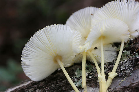 Fragile Dapperling (Leucocoprinus fragilissimus) At the disturbed edge of a dense mixed hardwood/coniferous forest. Growing at the top of a ridge near fallen oaks and pines ( and their roots).

They "melted" immediately when touched! So cool (but frustrating for further photographs)!
https://www.jungledragon.com/image/67113/fragile_dapperling_leucocoprinus_fragilissimus.html
https://www.jungledragon.com/image/67116/fragile_dapperling_leucocoprinus_fragilissimus.html
https://www.jungledragon.com/image/67115/fragile_dapperling_leucocoprinus_fragilissimus.html
https://www.jungledragon.com/image/67118/fragile_dapperling_leucocoprinus_fragilissimus.html Fall,Fragile Dapperling,Geotagged,Leucocoprinus fragilissimus,United States