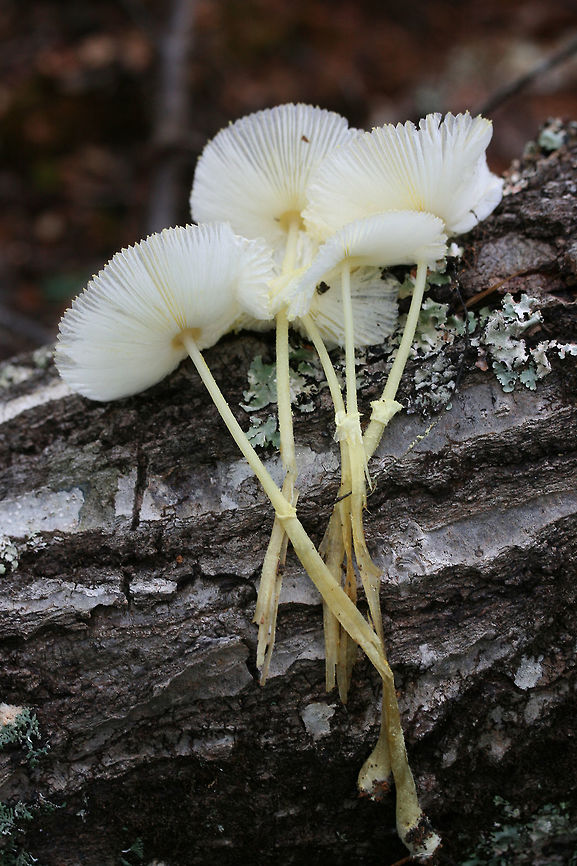 Fragile Dapperling (Leucocoprinus fragilissimus) At the disturbed edge of a dense mixed hardwood/coniferous forest. Growing at the top of a ridge near fallen oaks and pines ( and their roots).<br />
<br />
They "melted" immediately when touched! So cool (but frustrating for further photographs)!<br />
<figure class="photo"><a href="https://www.jungledragon.com/image/67113/fragile_dapperling_leucocoprinus_fragilissimus.html" title="Fragile Dapperling (Leucocoprinus fragilissimus)"><img src="https://s3.amazonaws.com/media.jungledragon.com/images/3231/67113_thumb.jpg?AWSAccessKeyId=05GMT0V3GWVNE7GGM1R2&Expires=1769040010&Signature=68hx2Lu67oK0wZeXRw3jr9iUsLY%3D" width="200" height="134" alt="Fragile Dapperling (Leucocoprinus fragilissimus) At the disturbed edge of a dense mixed hardwood/coniferous forest. Growing at the top of a ridge near fallen oaks and pines ( and their roots).<br />
<br />
They "melted" immediately when touched! So cool (but frustrating for further photographs)!<br />
https://www.jungledragon.com/image/67116/fragile_dapperling_leucocoprinus_fragilissimus.html<br />
https://www.jungledragon.com/image/67114/fragile_dapperling_leucocoprinus_fragilissimus.html<br />
https://www.jungledragon.com/image/67115/fragile_dapperling_leucocoprinus_fragilissimus.html<br />
https://www.jungledragon.com/image/67118/fragile_dapperling_leucocoprinus_fragilissimus.html Fall,Fragile Dapperling,Geotagged,Leucocoprinus fragilissimus,United States" /></a></figure><br />
<figure class="photo"><a href="https://www.jungledragon.com/image/67114/fragile_dapperling_leucocoprinus_fragilissimus.html" title="Fragile Dapperling (Leucocoprinus fragilissimus)"><img src="https://s3.amazonaws.com/media.jungledragon.com/images/3231/67114_thumb.jpg?AWSAccessKeyId=05GMT0V3GWVNE7GGM1R2&Expires=1769040010&Signature=U%2Ff1kT%2FigutSXYi%2BDRYgWbYr8Mk%3D" width="200" height="134" alt="Fragile Dapperling (Leucocoprinus fragilissimus) At the disturbed edge of a dense mixed hardwood/coniferous forest. Growing at the top of a ridge near fallen oaks and pines ( and their roots).<br />
<br />
They "melted" immediately when touched! So cool (but frustrating for further photographs)!<br />
https://www.jungledragon.com/image/67113/fragile_dapperling_leucocoprinus_fragilissimus.html<br />
https://www.jungledragon.com/image/67116/fragile_dapperling_leucocoprinus_fragilissimus.html<br />
https://www.jungledragon.com/image/67115/fragile_dapperling_leucocoprinus_fragilissimus.html<br />
https://www.jungledragon.com/image/67118/fragile_dapperling_leucocoprinus_fragilissimus.html Fall,Fragile Dapperling,Geotagged,Leucocoprinus fragilissimus,United States" /></a></figure><br />
<figure class="photo"><a href="https://www.jungledragon.com/image/67116/fragile_dapperling_leucocoprinus_fragilissimus.html" title="Fragile Dapperling (Leucocoprinus fragilissimus)"><img src="https://s3.amazonaws.com/media.jungledragon.com/images/3231/67116_thumb.jpg?AWSAccessKeyId=05GMT0V3GWVNE7GGM1R2&Expires=1769040010&Signature=XFAyGHkQeA97k4rX84uQQe0CLbg%3D" width="200" height="134" alt="Fragile Dapperling (Leucocoprinus fragilissimus) At the disturbed edge of a dense mixed hardwood/coniferous forest. Growing at the top of a ridge near fallen oaks and pines ( and their roots).<br />
<br />
They "melted" immediately when touched! So cool (but frustrating for further photographs)!<br />
https://www.jungledragon.com/image/67113/fragile_dapperling_leucocoprinus_fragilissimus.html<br />
https://www.jungledragon.com/image/67114/fragile_dapperling_leucocoprinus_fragilissimus.html<br />
https://www.jungledragon.com/image/67115/fragile_dapperling_leucocoprinus_fragilissimus.html<br />
https://www.jungledragon.com/image/67118/fragile_dapperling_leucocoprinus_fragilissimus.html Fall,Fragile Dapperling,Geotagged,Leucocoprinus fragilissimus,United States" /></a></figure><br />
<figure class="photo"><a href="https://www.jungledragon.com/image/67118/fragile_dapperling_leucocoprinus_fragilissimus.html" title="Fragile Dapperling (Leucocoprinus fragilissimus)"><img src="https://s3.amazonaws.com/media.jungledragon.com/images/3231/67118_thumb.jpg?AWSAccessKeyId=05GMT0V3GWVNE7GGM1R2&Expires=1769040010&Signature=ab4NOj5a5zd%2B6gInIKKDzJlvTro%3D" width="200" height="134" alt="Fragile Dapperling (Leucocoprinus fragilissimus) At the disturbed edge of a dense mixed hardwood/coniferous forest. Growing at the top of a ridge near fallen oaks and pines ( and their roots).<br />
<br />
They "melted" immediately when touched! So cool (but frustrating for further photographs)!<br />
https://www.jungledragon.com/image/67113/fragile_dapperling_leucocoprinus_fragilissimus.html<br />
https://www.jungledragon.com/image/67114/fragile_dapperling_leucocoprinus_fragilissimus.html<br />
https://www.jungledragon.com/image/67115/fragile_dapperling_leucocoprinus_fragilissimus.html<br />
https://www.jungledragon.com/image/67116/fragile_dapperling_leucocoprinus_fragilissimus.html Fall,Fragile Dapperling,Geotagged,Leucocoprinus fragilissimus,United States" /></a></figure> Fall,Fragile Dapperling,Geotagged,Leucocoprinus fragilissimus,United States