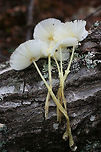 Fragile Dapperling (Leucocoprinus fragilissimus) At the disturbed edge of a dense mixed hardwood/coniferous forest. Growing at the top of a ridge near fallen oaks and pines ( and their roots).<br />
<br />
They "melted" immediately when touched! So cool (but frustrating for further photographs)!<br />
https://www.jungledragon.com/image/67113/fragile_dapperling_leucocoprinus_fragilissimus.html<br />
https://www.jungledragon.com/image/67114/fragile_dapperling_leucocoprinus_fragilissimus.html<br />
https://www.jungledragon.com/image/67116/fragile_dapperling_leucocoprinus_fragilissimus.html<br />
https://www.jungledragon.com/image/67118/fragile_dapperling_leucocoprinus_fragilissimus.html Fall,Fragile Dapperling,Geotagged,Leucocoprinus fragilissimus,United States