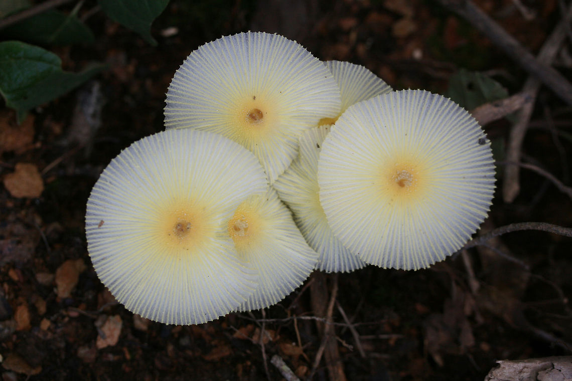 Fragile Dapperling (Leucocoprinus fragilissimus) At the disturbed edge of a dense mixed hardwood/coniferous forest. Growing at the top of a ridge near fallen oaks and pines ( and their roots).<br />
<br />
They "melted" immediately when touched! So cool (but frustrating for further photographs)!<br />
<figure class="photo"><a href="https://www.jungledragon.com/image/67113/fragile_dapperling_leucocoprinus_fragilissimus.html" title="Fragile Dapperling (Leucocoprinus fragilissimus)"><img src="https://s3.amazonaws.com/media.jungledragon.com/images/3231/67113_thumb.jpg?AWSAccessKeyId=05GMT0V3GWVNE7GGM1R2&Expires=1769040010&Signature=68hx2Lu67oK0wZeXRw3jr9iUsLY%3D" width="200" height="134" alt="Fragile Dapperling (Leucocoprinus fragilissimus) At the disturbed edge of a dense mixed hardwood/coniferous forest. Growing at the top of a ridge near fallen oaks and pines ( and their roots).<br />
<br />
They "melted" immediately when touched! So cool (but frustrating for further photographs)!<br />
https://www.jungledragon.com/image/67116/fragile_dapperling_leucocoprinus_fragilissimus.html<br />
https://www.jungledragon.com/image/67114/fragile_dapperling_leucocoprinus_fragilissimus.html<br />
https://www.jungledragon.com/image/67115/fragile_dapperling_leucocoprinus_fragilissimus.html<br />
https://www.jungledragon.com/image/67118/fragile_dapperling_leucocoprinus_fragilissimus.html Fall,Fragile Dapperling,Geotagged,Leucocoprinus fragilissimus,United States" /></a></figure><br />
<figure class="photo"><a href="https://www.jungledragon.com/image/67114/fragile_dapperling_leucocoprinus_fragilissimus.html" title="Fragile Dapperling (Leucocoprinus fragilissimus)"><img src="https://s3.amazonaws.com/media.jungledragon.com/images/3231/67114_thumb.jpg?AWSAccessKeyId=05GMT0V3GWVNE7GGM1R2&Expires=1769040010&Signature=U%2Ff1kT%2FigutSXYi%2BDRYgWbYr8Mk%3D" width="200" height="134" alt="Fragile Dapperling (Leucocoprinus fragilissimus) At the disturbed edge of a dense mixed hardwood/coniferous forest. Growing at the top of a ridge near fallen oaks and pines ( and their roots).<br />
<br />
They "melted" immediately when touched! So cool (but frustrating for further photographs)!<br />
https://www.jungledragon.com/image/67113/fragile_dapperling_leucocoprinus_fragilissimus.html<br />
https://www.jungledragon.com/image/67116/fragile_dapperling_leucocoprinus_fragilissimus.html<br />
https://www.jungledragon.com/image/67115/fragile_dapperling_leucocoprinus_fragilissimus.html<br />
https://www.jungledragon.com/image/67118/fragile_dapperling_leucocoprinus_fragilissimus.html Fall,Fragile Dapperling,Geotagged,Leucocoprinus fragilissimus,United States" /></a></figure><br />
<figure class="photo"><a href="https://www.jungledragon.com/image/67115/fragile_dapperling_leucocoprinus_fragilissimus.html" title="Fragile Dapperling (Leucocoprinus fragilissimus)"><img src="https://s3.amazonaws.com/media.jungledragon.com/images/3231/67115_thumb.jpg?AWSAccessKeyId=05GMT0V3GWVNE7GGM1R2&Expires=1769040010&Signature=1Wkv6g8xDYe4XzQReK3FLNrrixQ%3D" width="102" height="152" alt="Fragile Dapperling (Leucocoprinus fragilissimus) At the disturbed edge of a dense mixed hardwood/coniferous forest. Growing at the top of a ridge near fallen oaks and pines ( and their roots).<br />
<br />
They "melted" immediately when touched! So cool (but frustrating for further photographs)!<br />
https://www.jungledragon.com/image/67113/fragile_dapperling_leucocoprinus_fragilissimus.html<br />
https://www.jungledragon.com/image/67114/fragile_dapperling_leucocoprinus_fragilissimus.html<br />
https://www.jungledragon.com/image/67116/fragile_dapperling_leucocoprinus_fragilissimus.html<br />
https://www.jungledragon.com/image/67118/fragile_dapperling_leucocoprinus_fragilissimus.html Fall,Fragile Dapperling,Geotagged,Leucocoprinus fragilissimus,United States" /></a></figure><br />
<figure class="photo"><a href="https://www.jungledragon.com/image/67118/fragile_dapperling_leucocoprinus_fragilissimus.html" title="Fragile Dapperling (Leucocoprinus fragilissimus)"><img src="https://s3.amazonaws.com/media.jungledragon.com/images/3231/67118_thumb.jpg?AWSAccessKeyId=05GMT0V3GWVNE7GGM1R2&Expires=1769040010&Signature=ab4NOj5a5zd%2B6gInIKKDzJlvTro%3D" width="200" height="134" alt="Fragile Dapperling (Leucocoprinus fragilissimus) At the disturbed edge of a dense mixed hardwood/coniferous forest. Growing at the top of a ridge near fallen oaks and pines ( and their roots).<br />
<br />
They "melted" immediately when touched! So cool (but frustrating for further photographs)!<br />
https://www.jungledragon.com/image/67113/fragile_dapperling_leucocoprinus_fragilissimus.html<br />
https://www.jungledragon.com/image/67114/fragile_dapperling_leucocoprinus_fragilissimus.html<br />
https://www.jungledragon.com/image/67115/fragile_dapperling_leucocoprinus_fragilissimus.html<br />
https://www.jungledragon.com/image/67116/fragile_dapperling_leucocoprinus_fragilissimus.html Fall,Fragile Dapperling,Geotagged,Leucocoprinus fragilissimus,United States" /></a></figure> Fall,Fragile Dapperling,Geotagged,Leucocoprinus fragilissimus,United States