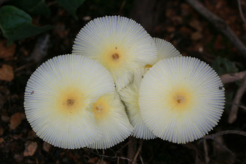 Fragile Dapperling (Leucocoprinus fragilissimus) At the disturbed edge of a dense mixed hardwood/coniferous forest. Growing at the top of a ridge near fallen oaks and pines ( and their roots).

They "melted" immediately when touched! So cool (but frustrating for further photographs)!
https://www.jungledragon.com/image/67113/fragile_dapperling_leucocoprinus_fragilissimus.html
https://www.jungledragon.com/image/67114/fragile_dapperling_leucocoprinus_fragilissimus.html
https://www.jungledragon.com/image/67115/fragile_dapperling_leucocoprinus_fragilissimus.html
https://www.jungledragon.com/image/67116/fragile_dapperling_leucocoprinus_fragilissimus.html Fall,Fragile Dapperling,Geotagged,Leucocoprinus fragilissimus,United States