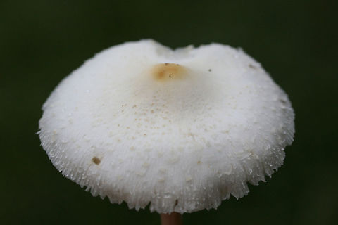 Chlorophyllum hortense TENTATIVE ID.
Spore print: White.
Habitat: Growing in a grassy area in a residential area.
Gills and stipe turn brownish/tan with age.
https://www.jungledragon.com/image/67131/chlorophyllum_hortense.html
https://www.jungledragon.com/image/67129/chlorophyllum_hortense.html
https://www.jungledragon.com/image/67128/chlorophyllum_hortense.html
https://www.jungledragon.com/image/67130/chlorophyllum_hortense.html Chlorophyllum hortense,Fall,Geotagged,United States