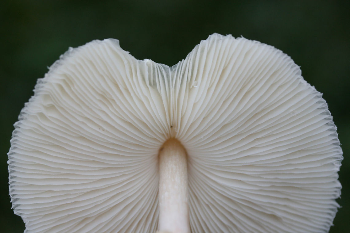 Chlorophyllum hortense TENTATIVE ID.<br />
Spore print: White.<br />
Habitat: Growing in a grassy area in a residential area.<br />
Gills and stipe turn brownish/tan with age.<br />
<figure class="photo"><a href="https://www.jungledragon.com/image/67131/chlorophyllum_hortense.html" title="Chlorophyllum hortense"><img src="https://s3.amazonaws.com/media.jungledragon.com/images/3231/67131_thumb.jpg?AWSAccessKeyId=05GMT0V3GWVNE7GGM1R2&Expires=1759968010&Signature=WCptEu7WctrMw9h9p3Ognse%2FudE%3D" width="102" height="152" alt="Chlorophyllum hortense TENTATIVE ID.<br />
Spore print: White.<br />
Habitat: Growing in a grassy area in a residential area.<br />
Gills and stipe turn brownish/tan with age.<br />
https://www.jungledragon.com/image/67130/chlorophyllum_hortense.html<br />
https://www.jungledragon.com/image/67129/chlorophyllum_hortense.html<br />
https://www.jungledragon.com/image/67128/chlorophyllum_hortense.html<br />
https://www.jungledragon.com/image/67127/chlorophyllum_hortense.html Chlorophyllum hortense,Fall,Geotagged,United States" /></a></figure><br />
<figure class="photo"><a href="https://www.jungledragon.com/image/67129/chlorophyllum_hortense.html" title="Chlorophyllum hortense"><img src="https://s3.amazonaws.com/media.jungledragon.com/images/3231/67129_thumb.jpg?AWSAccessKeyId=05GMT0V3GWVNE7GGM1R2&Expires=1759968010&Signature=bFmGJFhW6kid%2BiBEUUYDBj2077I%3D" width="200" height="134" alt="Chlorophyllum hortense TENTATIVE ID.<br />
Spore print: White.<br />
Habitat: Growing in a grassy area in a residential area.<br />
Gills and stipe turn brownish/tan with age.<br />
https://www.jungledragon.com/image/67131/chlorophyllum_hortense.html<br />
https://www.jungledragon.com/image/67130/chlorophyllum_hortense.html<br />
https://www.jungledragon.com/image/67128/chlorophyllum_hortense.html<br />
https://www.jungledragon.com/image/67127/chlorophyllum_hortense.html Chlorophyllum hortense,Fall,Geotagged,United States" /></a></figure><br />
<figure class="photo"><a href="https://www.jungledragon.com/image/67130/chlorophyllum_hortense.html" title="Chlorophyllum hortense"><img src="https://s3.amazonaws.com/media.jungledragon.com/images/3231/67130_thumb.jpg?AWSAccessKeyId=05GMT0V3GWVNE7GGM1R2&Expires=1759968010&Signature=PQCraxVWkYj3HSqsdmU%2FsMoPlO4%3D" width="200" height="134" alt="Chlorophyllum hortense TENTATIVE ID.<br />
Spore print: White.<br />
Habitat: Growing in a grassy area in a residential area.<br />
Gills and stipe turn brownish/tan with age.<br />
https://www.jungledragon.com/image/67131/chlorophyllum_hortense.html<br />
https://www.jungledragon.com/image/67129/chlorophyllum_hortense.html<br />
https://www.jungledragon.com/image/67128/chlorophyllum_hortense.html<br />
https://www.jungledragon.com/image/67127/chlorophyllum_hortense.html Chlorophyllum hortense,Fall,Geotagged,United States" /></a></figure><br />
<figure class="photo"><a href="https://www.jungledragon.com/image/67127/chlorophyllum_hortense.html" title="Chlorophyllum hortense"><img src="https://s3.amazonaws.com/media.jungledragon.com/images/3231/67127_thumb.jpg?AWSAccessKeyId=05GMT0V3GWVNE7GGM1R2&Expires=1759968010&Signature=pjnnK2Jbv7VdC1iSNN%2F9Fri8NTY%3D" width="200" height="134" alt="Chlorophyllum hortense TENTATIVE ID.<br />
Spore print: White.<br />
Habitat: Growing in a grassy area in a residential area.<br />
Gills and stipe turn brownish/tan with age.<br />
https://www.jungledragon.com/image/67131/chlorophyllum_hortense.html<br />
https://www.jungledragon.com/image/67129/chlorophyllum_hortense.html<br />
https://www.jungledragon.com/image/67128/chlorophyllum_hortense.html<br />
https://www.jungledragon.com/image/67130/chlorophyllum_hortense.html Chlorophyllum hortense,Fall,Geotagged,United States" /></a></figure> Chlorophyllum hortense,Fall,Geotagged,United States