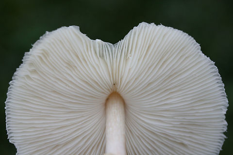 Chlorophyllum hortense TENTATIVE ID.
Spore print: White.
Habitat: Growing in a grassy area in a residential area.
Gills and stipe turn brownish/tan with age.
https://www.jungledragon.com/image/67131/chlorophyllum_hortense.html
https://www.jungledragon.com/image/67129/chlorophyllum_hortense.html
https://www.jungledragon.com/image/67130/chlorophyllum_hortense.html
https://www.jungledragon.com/image/67127/chlorophyllum_hortense.html Chlorophyllum hortense,Fall,Geotagged,United States