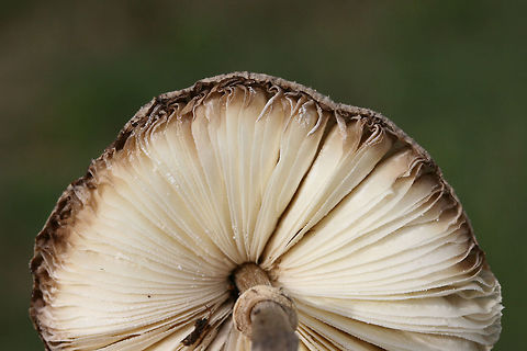 Chlorophyllum hortense TENTATIVE ID.
Spore print: White.
Habitat: Growing in a grassy area in a residential area.
Gills and stipe turn brownish/tan with age.
https://www.jungledragon.com/image/67131/chlorophyllum_hortense.html
https://www.jungledragon.com/image/67130/chlorophyllum_hortense.html
https://www.jungledragon.com/image/67128/chlorophyllum_hortense.html
https://www.jungledragon.com/image/67127/chlorophyllum_hortense.html Chlorophyllum hortense,Fall,Geotagged,United States