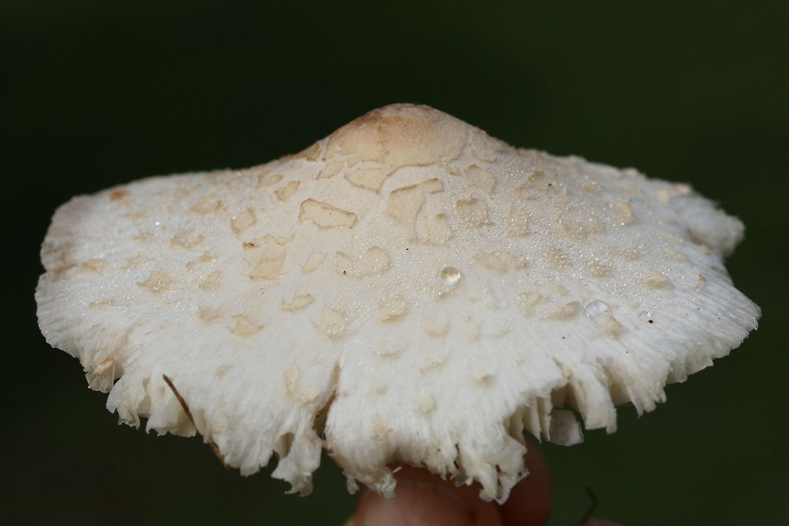 Chlorophyllum hortense TENTATIVE ID.<br />
Spore print: White.<br />
Habitat: Growing in a grassy area in a residential area.<br />
Gills and stipe turn brownish/tan with age.<br />
<figure class="photo"><a href="https://www.jungledragon.com/image/67131/chlorophyllum_hortense.html" title="Chlorophyllum hortense"><img src="https://s3.amazonaws.com/media.jungledragon.com/images/3231/67131_thumb.jpg?AWSAccessKeyId=05GMT0V3GWVNE7GGM1R2&Expires=1769040010&Signature=vBu1aDK9PjGHqSCr8k31KeMiYn4%3D" width="102" height="152" alt="Chlorophyllum hortense TENTATIVE ID.<br />
Spore print: White.<br />
Habitat: Growing in a grassy area in a residential area.<br />
Gills and stipe turn brownish/tan with age.<br />
https://www.jungledragon.com/image/67130/chlorophyllum_hortense.html<br />
https://www.jungledragon.com/image/67129/chlorophyllum_hortense.html<br />
https://www.jungledragon.com/image/67128/chlorophyllum_hortense.html<br />
https://www.jungledragon.com/image/67127/chlorophyllum_hortense.html Chlorophyllum hortense,Fall,Geotagged,United States" /></a></figure><br />
<figure class="photo"><a href="https://www.jungledragon.com/image/67129/chlorophyllum_hortense.html" title="Chlorophyllum hortense"><img src="https://s3.amazonaws.com/media.jungledragon.com/images/3231/67129_thumb.jpg?AWSAccessKeyId=05GMT0V3GWVNE7GGM1R2&Expires=1769040010&Signature=6YZ%2BIwTDU8jTwD1%2FIq%2F%2FqXboA50%3D" width="200" height="134" alt="Chlorophyllum hortense TENTATIVE ID.<br />
Spore print: White.<br />
Habitat: Growing in a grassy area in a residential area.<br />
Gills and stipe turn brownish/tan with age.<br />
https://www.jungledragon.com/image/67131/chlorophyllum_hortense.html<br />
https://www.jungledragon.com/image/67130/chlorophyllum_hortense.html<br />
https://www.jungledragon.com/image/67128/chlorophyllum_hortense.html<br />
https://www.jungledragon.com/image/67127/chlorophyllum_hortense.html Chlorophyllum hortense,Fall,Geotagged,United States" /></a></figure><br />
<figure class="photo"><a href="https://www.jungledragon.com/image/67128/chlorophyllum_hortense.html" title="Chlorophyllum hortense"><img src="https://s3.amazonaws.com/media.jungledragon.com/images/3231/67128_thumb.jpg?AWSAccessKeyId=05GMT0V3GWVNE7GGM1R2&Expires=1769040010&Signature=kAAQdRyRO4LUrCO9jHDboQM2aFI%3D" width="200" height="134" alt="Chlorophyllum hortense TENTATIVE ID.<br />
Spore print: White.<br />
Habitat: Growing in a grassy area in a residential area.<br />
Gills and stipe turn brownish/tan with age.<br />
https://www.jungledragon.com/image/67131/chlorophyllum_hortense.html<br />
https://www.jungledragon.com/image/67129/chlorophyllum_hortense.html<br />
https://www.jungledragon.com/image/67130/chlorophyllum_hortense.html<br />
https://www.jungledragon.com/image/67127/chlorophyllum_hortense.html Chlorophyllum hortense,Fall,Geotagged,United States" /></a></figure><br />
<figure class="photo"><a href="https://www.jungledragon.com/image/67127/chlorophyllum_hortense.html" title="Chlorophyllum hortense"><img src="https://s3.amazonaws.com/media.jungledragon.com/images/3231/67127_thumb.jpg?AWSAccessKeyId=05GMT0V3GWVNE7GGM1R2&Expires=1769040010&Signature=YNHwkHRoCcbeJE9tFhrbvnhTQSc%3D" width="200" height="134" alt="Chlorophyllum hortense TENTATIVE ID.<br />
Spore print: White.<br />
Habitat: Growing in a grassy area in a residential area.<br />
Gills and stipe turn brownish/tan with age.<br />
https://www.jungledragon.com/image/67131/chlorophyllum_hortense.html<br />
https://www.jungledragon.com/image/67129/chlorophyllum_hortense.html<br />
https://www.jungledragon.com/image/67128/chlorophyllum_hortense.html<br />
https://www.jungledragon.com/image/67130/chlorophyllum_hortense.html Chlorophyllum hortense,Fall,Geotagged,United States" /></a></figure> Chlorophyllum hortense,Fall,Geotagged,United States