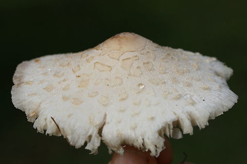 Chlorophyllum hortense TENTATIVE ID.
Spore print: White.
Habitat: Growing in a grassy area in a residential area.
Gills and stipe turn brownish/tan with age.
https://www.jungledragon.com/image/67131/chlorophyllum_hortense.html
https://www.jungledragon.com/image/67129/chlorophyllum_hortense.html
https://www.jungledragon.com/image/67128/chlorophyllum_hortense.html
https://www.jungledragon.com/image/67127/chlorophyllum_hortense.html Chlorophyllum hortense,Fall,Geotagged,United States