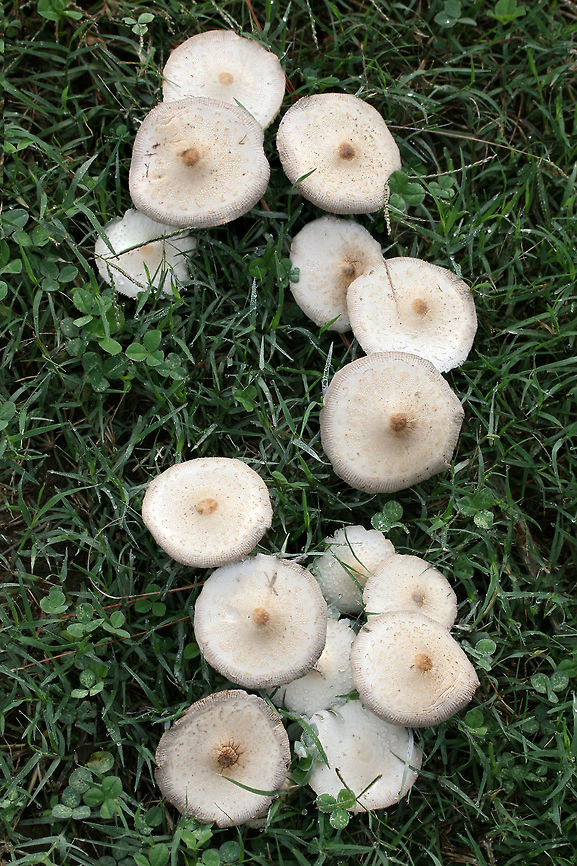 Chlorophyllum hortense TENTATIVE ID.<br />
Spore print: White.<br />
Habitat: Growing in a grassy area in a residential area.<br />
Gills and stipe turn brownish/tan with age.<br />
<figure class="photo"><a href="https://www.jungledragon.com/image/67130/chlorophyllum_hortense.html" title="Chlorophyllum hortense"><img src="https://s3.amazonaws.com/media.jungledragon.com/images/3231/67130_thumb.jpg?AWSAccessKeyId=05GMT0V3GWVNE7GGM1R2&Expires=1769040010&Signature=ZbhlJB15ltOmG%2FurORz57kOTNKw%3D" width="200" height="134" alt="Chlorophyllum hortense TENTATIVE ID.<br />
Spore print: White.<br />
Habitat: Growing in a grassy area in a residential area.<br />
Gills and stipe turn brownish/tan with age.<br />
https://www.jungledragon.com/image/67131/chlorophyllum_hortense.html<br />
https://www.jungledragon.com/image/67129/chlorophyllum_hortense.html<br />
https://www.jungledragon.com/image/67128/chlorophyllum_hortense.html<br />
https://www.jungledragon.com/image/67127/chlorophyllum_hortense.html Chlorophyllum hortense,Fall,Geotagged,United States" /></a></figure><br />
<figure class="photo"><a href="https://www.jungledragon.com/image/67129/chlorophyllum_hortense.html" title="Chlorophyllum hortense"><img src="https://s3.amazonaws.com/media.jungledragon.com/images/3231/67129_thumb.jpg?AWSAccessKeyId=05GMT0V3GWVNE7GGM1R2&Expires=1769040010&Signature=6YZ%2BIwTDU8jTwD1%2FIq%2F%2FqXboA50%3D" width="200" height="134" alt="Chlorophyllum hortense TENTATIVE ID.<br />
Spore print: White.<br />
Habitat: Growing in a grassy area in a residential area.<br />
Gills and stipe turn brownish/tan with age.<br />
https://www.jungledragon.com/image/67131/chlorophyllum_hortense.html<br />
https://www.jungledragon.com/image/67130/chlorophyllum_hortense.html<br />
https://www.jungledragon.com/image/67128/chlorophyllum_hortense.html<br />
https://www.jungledragon.com/image/67127/chlorophyllum_hortense.html Chlorophyllum hortense,Fall,Geotagged,United States" /></a></figure><br />
<figure class="photo"><a href="https://www.jungledragon.com/image/67128/chlorophyllum_hortense.html" title="Chlorophyllum hortense"><img src="https://s3.amazonaws.com/media.jungledragon.com/images/3231/67128_thumb.jpg?AWSAccessKeyId=05GMT0V3GWVNE7GGM1R2&Expires=1769040010&Signature=kAAQdRyRO4LUrCO9jHDboQM2aFI%3D" width="200" height="134" alt="Chlorophyllum hortense TENTATIVE ID.<br />
Spore print: White.<br />
Habitat: Growing in a grassy area in a residential area.<br />
Gills and stipe turn brownish/tan with age.<br />
https://www.jungledragon.com/image/67131/chlorophyllum_hortense.html<br />
https://www.jungledragon.com/image/67129/chlorophyllum_hortense.html<br />
https://www.jungledragon.com/image/67130/chlorophyllum_hortense.html<br />
https://www.jungledragon.com/image/67127/chlorophyllum_hortense.html Chlorophyllum hortense,Fall,Geotagged,United States" /></a></figure><br />
<figure class="photo"><a href="https://www.jungledragon.com/image/67127/chlorophyllum_hortense.html" title="Chlorophyllum hortense"><img src="https://s3.amazonaws.com/media.jungledragon.com/images/3231/67127_thumb.jpg?AWSAccessKeyId=05GMT0V3GWVNE7GGM1R2&Expires=1769040010&Signature=YNHwkHRoCcbeJE9tFhrbvnhTQSc%3D" width="200" height="134" alt="Chlorophyllum hortense TENTATIVE ID.<br />
Spore print: White.<br />
Habitat: Growing in a grassy area in a residential area.<br />
Gills and stipe turn brownish/tan with age.<br />
https://www.jungledragon.com/image/67131/chlorophyllum_hortense.html<br />
https://www.jungledragon.com/image/67129/chlorophyllum_hortense.html<br />
https://www.jungledragon.com/image/67128/chlorophyllum_hortense.html<br />
https://www.jungledragon.com/image/67130/chlorophyllum_hortense.html Chlorophyllum hortense,Fall,Geotagged,United States" /></a></figure> Chlorophyllum hortense,Fall,Geotagged,United States