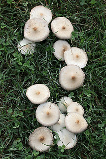 Chlorophyllum hortense TENTATIVE ID.
Spore print: White.
Habitat: Growing in a grassy area in a residential area.
Gills and stipe turn brownish/tan with age.
https://www.jungledragon.com/image/67130/chlorophyllum_hortense.html
https://www.jungledragon.com/image/67129/chlorophyllum_hortense.html
https://www.jungledragon.com/image/67128/chlorophyllum_hortense.html
https://www.jungledragon.com/image/67127/chlorophyllum_hortense.html Chlorophyllum hortense,Fall,Geotagged,United States