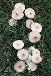 Chlorophyllum hortense TENTATIVE ID.<br />
Spore print: White.<br />
Habitat: Growing in a grassy area in a residential area.<br />
Gills and stipe turn brownish/tan with age.<br />
https://www.jungledragon.com/image/67130/chlorophyllum_hortense.html<br />
https://www.jungledragon.com/image/67129/chlorophyllum_hortense.html<br />
https://www.jungledragon.com/image/67128/chlorophyllum_hortense.html<br />
https://www.jungledragon.com/image/67127/chlorophyllum_hortense.html Chlorophyllum hortense,Fall,Geotagged,United States