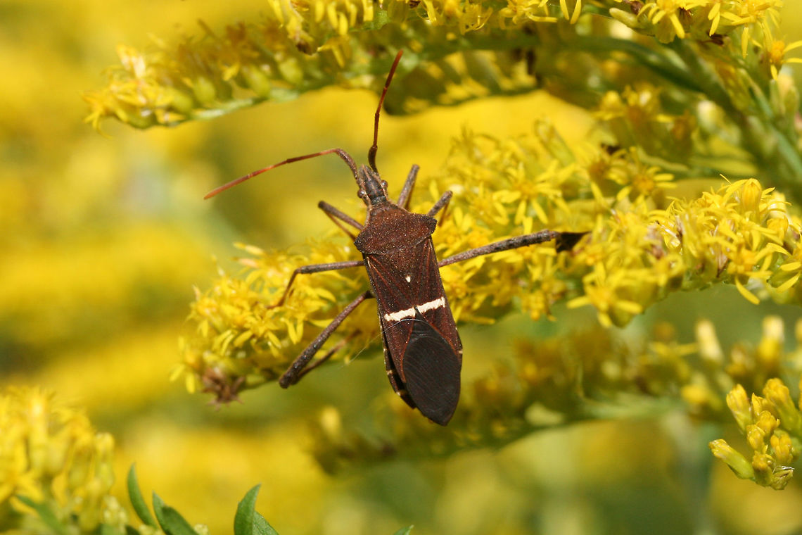 Eastern Leaf-footed Bug (Leptoglossus phyllopus) On Goldenrod (Solidago sp.) in an overgrown backyard habitat.<br />
<figure class="photo"><a href="https://www.jungledragon.com/image/67148/eastern_leaf-footed_bug_leptoglossus_phyllopus.html" title="Eastern Leaf-footed Bug (Leptoglossus phyllopus)"><img src="https://s3.amazonaws.com/media.jungledragon.com/images/3231/67148_thumb.jpg?AWSAccessKeyId=05GMT0V3GWVNE7GGM1R2&Expires=1767225610&Signature=TWeLfUjsLzOjaBFzoJqd10QsapI%3D" width="200" height="134" alt="Eastern Leaf-footed Bug (Leptoglossus phyllopus) In an overgrown backyard habitat.<br />
https://www.jungledragon.com/image/67145/eastern_leaf-footed_bug_leptoglossus_phyllopus.html<br />
https://www.jungledragon.com/image/67147/eastern_leaf-footed_bug_leptoglossus_phyllopus.html<br />
https://www.jungledragon.com/image/67146/eastern_leaf-footed_bug_leptoglossus_phyllopus.html<br />
 Fall,Florida leaf-footed bug,Geotagged,Leptoglossus phyllopus,United States" /></a></figure><br />
<figure class="photo"><a href="https://www.jungledragon.com/image/67147/eastern_leaf-footed_bug_leptoglossus_phyllopus.html" title="Eastern Leaf-footed Bug (Leptoglossus phyllopus)"><img src="https://s3.amazonaws.com/media.jungledragon.com/images/3231/67147_thumb.jpg?AWSAccessKeyId=05GMT0V3GWVNE7GGM1R2&Expires=1767225610&Signature=M6hr0nE8UcYHn2mCnrAJ9lyW5DY%3D" width="200" height="134" alt="Eastern Leaf-footed Bug (Leptoglossus phyllopus) In an overgrown backyard habitat.<br />
https://www.jungledragon.com/image/67148/eastern_leaf-footed_bug_leptoglossus_phyllopus.html<br />
https://www.jungledragon.com/image/67145/eastern_leaf-footed_bug_leptoglossus_phyllopus.html<br />
https://www.jungledragon.com/image/67146/eastern_leaf-footed_bug_leptoglossus_phyllopus.html Fall,Florida leaf-footed bug,Geotagged,Leptoglossus phyllopus,United States" /></a></figure><br />
<figure class="photo"><a href="https://www.jungledragon.com/image/67146/eastern_leaf-footed_bug_leptoglossus_phyllopus.html" title="Eastern Leaf-footed Bug (Leptoglossus phyllopus)"><img src="https://s3.amazonaws.com/media.jungledragon.com/images/3231/67146_thumb.jpg?AWSAccessKeyId=05GMT0V3GWVNE7GGM1R2&Expires=1767225610&Signature=Z1r%2Fq%2FlK7ewvtyw8EvvZGo0RqIc%3D" width="102" height="152" alt="Eastern Leaf-footed Bug (Leptoglossus phyllopus) In an overgrown backyard habitat.<br />
https://www.jungledragon.com/image/67148/eastern_leaf-footed_bug_leptoglossus_phyllopus.html<br />
https://www.jungledragon.com/image/67147/eastern_leaf-footed_bug_leptoglossus_phyllopus.html<br />
https://www.jungledragon.com/image/67145/eastern_leaf-footed_bug_leptoglossus_phyllopus.html Fall,Florida leaf-footed bug,Geotagged,Leptoglossus phyllopus,United States" /></a></figure> Fall,Florida leaf-footed bug,Geotagged,Leptoglossus phyllopus,United States