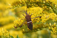 Eastern Leaf-footed Bug (Leptoglossus phyllopus) On Goldenrod (Solidago sp.) in an overgrown backyard habitat.<br />
https://www.jungledragon.com/image/67148/eastern_leaf-footed_bug_leptoglossus_phyllopus.html<br />
https://www.jungledragon.com/image/67147/eastern_leaf-footed_bug_leptoglossus_phyllopus.html<br />
https://www.jungledragon.com/image/67146/eastern_leaf-footed_bug_leptoglossus_phyllopus.html Fall,Florida leaf-footed bug,Geotagged,Leptoglossus phyllopus,United States