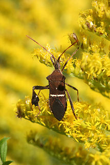 Eastern Leaf-footed Bug (Leptoglossus phyllopus) In an overgrown backyard habitat.
https://www.jungledragon.com/image/67148/eastern_leaf-footed_bug_leptoglossus_phyllopus.html
https://www.jungledragon.com/image/67147/eastern_leaf-footed_bug_leptoglossus_phyllopus.html
https://www.jungledragon.com/image/67145/eastern_leaf-footed_bug_leptoglossus_phyllopus.html Fall,Florida leaf-footed bug,Geotagged,Leptoglossus phyllopus,United States