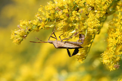 Eastern Leaf-footed Bug (Leptoglossus phyllopus) In an overgrown backyard habitat.
https://www.jungledragon.com/image/67148/eastern_leaf-footed_bug_leptoglossus_phyllopus.html
https://www.jungledragon.com/image/67145/eastern_leaf-footed_bug_leptoglossus_phyllopus.html
https://www.jungledragon.com/image/67146/eastern_leaf-footed_bug_leptoglossus_phyllopus.html Fall,Florida leaf-footed bug,Geotagged,Leptoglossus phyllopus,United States