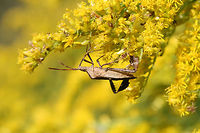 Eastern Leaf-footed Bug (Leptoglossus phyllopus) In an overgrown backyard habitat.<br />
https://www.jungledragon.com/image/67148/eastern_leaf-footed_bug_leptoglossus_phyllopus.html<br />
https://www.jungledragon.com/image/67145/eastern_leaf-footed_bug_leptoglossus_phyllopus.html<br />
https://www.jungledragon.com/image/67146/eastern_leaf-footed_bug_leptoglossus_phyllopus.html Fall,Florida leaf-footed bug,Geotagged,Leptoglossus phyllopus,United States