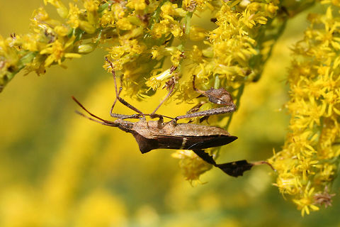 Eastern Leaf-footed Bug (Leptoglossus phyllopus) In an overgrown backyard habitat.
https://www.jungledragon.com/image/67145/eastern_leaf-footed_bug_leptoglossus_phyllopus.html
https://www.jungledragon.com/image/67147/eastern_leaf-footed_bug_leptoglossus_phyllopus.html
https://www.jungledragon.com/image/67146/eastern_leaf-footed_bug_leptoglossus_phyllopus.html
 Fall,Florida leaf-footed bug,Geotagged,Leptoglossus phyllopus,United States