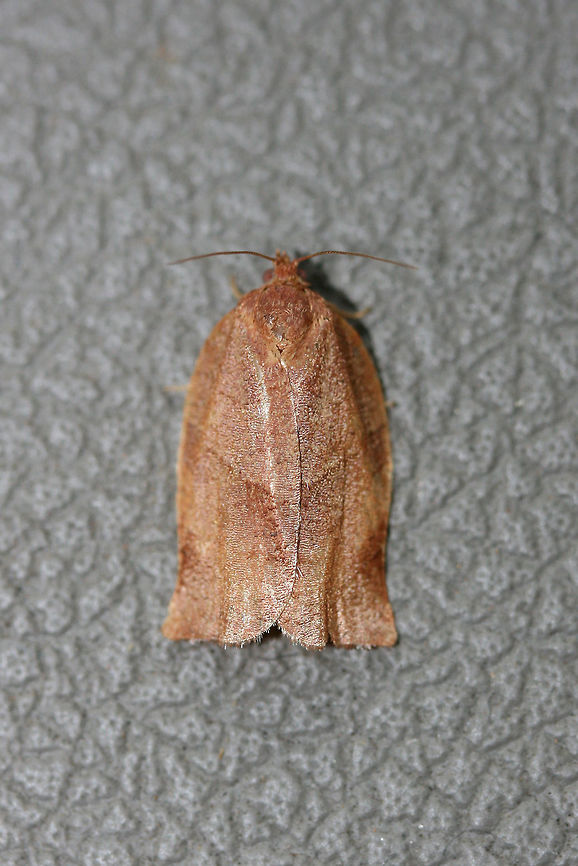 Oblique-banded Leafroller Moth (Choristoneura rosaceana) This beauty flew into our truck when we were leaving our land. The area is surrounded by dense mixed hardwood/coniferous forest. Choristoneura rosaceana,Fall,Geotagged,United States