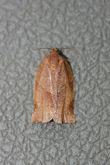 Oblique-banded Leafroller Moth (Choristoneura rosaceana) This beauty flew into our truck when we were leaving our land. The area is surrounded by dense mixed hardwood/coniferous forest. Choristoneura rosaceana,Fall,Geotagged,United States