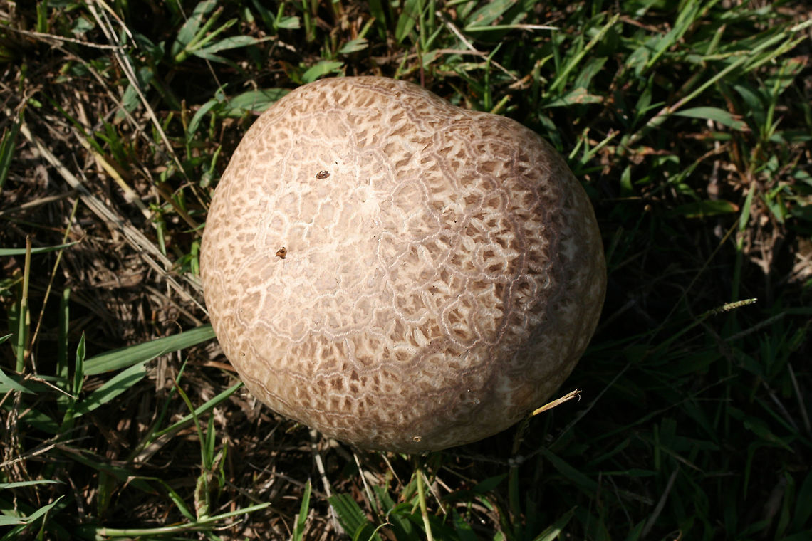 Purple-Spored Puffball (Calvatia cyathiformis) At the edge of a wetland (in grass) in Floyd County, GA.<br />
<br />
Cross-sections revealed pure white, sterile interior (gleba), meaning these were a perfect food forage for the day! In maturity, the gleba becomes filled with purple spore dust.<br />
.<br />
<figure class="photo"><a href="https://www.jungledragon.com/image/67179/purple-spored_puffball_calvatia_cyathiformis.html" title="Purple-Spored Puffball (Calvatia cyathiformis)"><img src="https://s3.amazonaws.com/media.jungledragon.com/images/3231/67179_thumb.jpg?AWSAccessKeyId=05GMT0V3GWVNE7GGM1R2&Expires=1759968010&Signature=eRaWs7Snneyn7xJgF1ei6m%2BUhB4%3D" width="200" height="134" alt="Purple-Spored Puffball (Calvatia cyathiformis) At the edge of a wetland (in grass) in Floyd County, GA.<br />
<br />
Cross-sections revealed pure white, sterile interior (gleba), meaning these were a perfect food forage for the day! In maturity, the gleba becomes filled with purple spore dust.<br />
https://www.jungledragon.com/image/67176/purple-spored_puffball_calvatia_cyathiformis.html<br />
https://www.jungledragon.com/image/67178/purple-spored_puffball_calvatia_cyathiformis.html<br />
https://www.jungledragon.com/image/67177/purple-spored_puffball_calvatia_cyathiformis.html Calvatia cyathiformis,Fall,Geotagged,United States" /></a></figure><br />
<figure class="photo"><a href="https://www.jungledragon.com/image/67178/purple-spored_puffball_calvatia_cyathiformis.html" title="Purple-Spored Puffball (Calvatia cyathiformis)"><img src="https://s3.amazonaws.com/media.jungledragon.com/images/3231/67178_thumb.jpg?AWSAccessKeyId=05GMT0V3GWVNE7GGM1R2&Expires=1759968010&Signature=LtIPA7mU0C%2BGkvwuemY2RaUfmK0%3D" width="200" height="134" alt="Purple-Spored Puffball (Calvatia cyathiformis) At the edge of a wetland (in grass) in Floyd County, GA.<br />
<br />
Cross-sections revealed pure white, sterile interior (gleba), meaning these were a perfect food forage for the day! In maturity, the gleba becomes filled with purple spore dust.<br />
https://www.jungledragon.com/image/67179/purple-spored_puffball_calvatia_cyathiformis.html<br />
https://www.jungledragon.com/image/67176/purple-spored_puffball_calvatia_cyathiformis.html<br />
https://www.jungledragon.com/image/67177/purple-spored_puffball_calvatia_cyathiformis.html Calvatia,Calvatia cyathiformis,Fall,Geotagged,United States,fungi,fungus,puffball,puffballs,wetland,wetlands" /></a></figure><br />
<figure class="photo"><a href="https://www.jungledragon.com/image/67177/purple-spored_puffball_calvatia_cyathiformis.html" title="Purple-Spored Puffball (Calvatia cyathiformis)"><img src="https://s3.amazonaws.com/media.jungledragon.com/images/3231/67177_thumb.jpg?AWSAccessKeyId=05GMT0V3GWVNE7GGM1R2&Expires=1759968010&Signature=ysYiGzyKYlzaRi3nQffYlOl3rIE%3D" width="200" height="134" alt="Purple-Spored Puffball (Calvatia cyathiformis) At the edge of a wetland (in grass) in Floyd County, GA.<br />
<br />
Cross-sections revealed pure white, sterile interior (gleba), meaning these were a perfect food forage for the day! In maturity, the gleba becomes filled with purple spore dust.<br />
https://www.jungledragon.com/image/67179/purple-spored_puffball_calvatia_cyathiformis.html<br />
https://www.jungledragon.com/image/67178/purple-spored_puffball_calvatia_cyathiformis.html<br />
https://www.jungledragon.com/image/67176/purple-spored_puffball_calvatia_cyathiformis.html Calvatia cyathiformis,Fall,Geotagged,United States" /></a></figure> Calvatia cyathiformis,Fall,Geotagged,United States