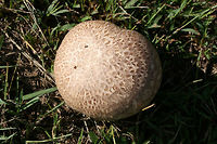 Purple-Spored Puffball (Calvatia cyathiformis) At the edge of a wetland (in grass) in Floyd County, GA.<br />
<br />
Cross-sections revealed pure white, sterile interior (gleba), meaning these were a perfect food forage for the day! In maturity, the gleba becomes filled with purple spore dust.<br />
.<br />
https://www.jungledragon.com/image/67179/purple-spored_puffball_calvatia_cyathiformis.html<br />
https://www.jungledragon.com/image/67178/purple-spored_puffball_calvatia_cyathiformis.html<br />
https://www.jungledragon.com/image/67177/purple-spored_puffball_calvatia_cyathiformis.html Calvatia cyathiformis,Fall,Geotagged,United States