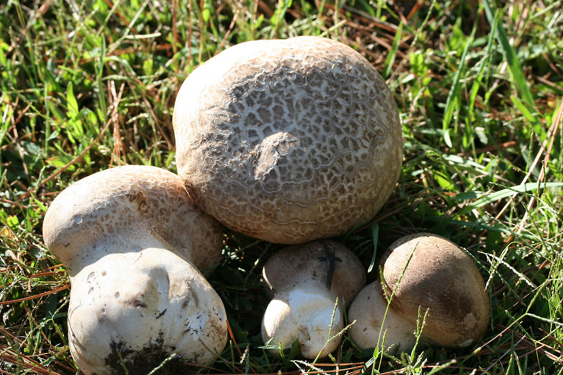 Purple-Spored Puffball (Calvatia cyathiformis) At the edge of a wetland (in grass) in Floyd County, GA.<br />
<br />
Cross-sections revealed pure white, sterile interior (gleba), meaning these were a perfect food forage for the day! In maturity, the gleba becomes filled with purple spore dust.<br />
<figure class="photo"><a href="https://www.jungledragon.com/image/67179/purple-spored_puffball_calvatia_cyathiformis.html" title="Purple-Spored Puffball (Calvatia cyathiformis)"><img src="https://s3.amazonaws.com/media.jungledragon.com/images/3231/67179_thumb.jpg?AWSAccessKeyId=05GMT0V3GWVNE7GGM1R2&Expires=1761782410&Signature=ykIy5S6Q56NF1CSDKI%2BL8HoBV9g%3D" width="200" height="134" alt="Purple-Spored Puffball (Calvatia cyathiformis) At the edge of a wetland (in grass) in Floyd County, GA.<br />
<br />
Cross-sections revealed pure white, sterile interior (gleba), meaning these were a perfect food forage for the day! In maturity, the gleba becomes filled with purple spore dust.<br />
https://www.jungledragon.com/image/67176/purple-spored_puffball_calvatia_cyathiformis.html<br />
https://www.jungledragon.com/image/67178/purple-spored_puffball_calvatia_cyathiformis.html<br />
https://www.jungledragon.com/image/67177/purple-spored_puffball_calvatia_cyathiformis.html Calvatia cyathiformis,Fall,Geotagged,United States" /></a></figure><br />
<figure class="photo"><a href="https://www.jungledragon.com/image/67178/purple-spored_puffball_calvatia_cyathiformis.html" title="Purple-Spored Puffball (Calvatia cyathiformis)"><img src="https://s3.amazonaws.com/media.jungledragon.com/images/3231/67178_thumb.jpg?AWSAccessKeyId=05GMT0V3GWVNE7GGM1R2&Expires=1761782410&Signature=DAUEaTJYlVF6ooDxzUd5qdSruZs%3D" width="200" height="134" alt="Purple-Spored Puffball (Calvatia cyathiformis) At the edge of a wetland (in grass) in Floyd County, GA.<br />
<br />
Cross-sections revealed pure white, sterile interior (gleba), meaning these were a perfect food forage for the day! In maturity, the gleba becomes filled with purple spore dust.<br />
https://www.jungledragon.com/image/67179/purple-spored_puffball_calvatia_cyathiformis.html<br />
https://www.jungledragon.com/image/67176/purple-spored_puffball_calvatia_cyathiformis.html<br />
https://www.jungledragon.com/image/67177/purple-spored_puffball_calvatia_cyathiformis.html Calvatia,Calvatia cyathiformis,Fall,Geotagged,United States,fungi,fungus,puffball,puffballs,wetland,wetlands" /></a></figure><br />
<figure class="photo"><a href="https://www.jungledragon.com/image/67176/purple-spored_puffball_calvatia_cyathiformis.html" title="Purple-Spored Puffball (Calvatia cyathiformis)"><img src="https://s3.amazonaws.com/media.jungledragon.com/images/3231/67176_thumb.jpg?AWSAccessKeyId=05GMT0V3GWVNE7GGM1R2&Expires=1761782410&Signature=Jmtyw%2BnIqCuWkQQJ%2BabARTQ6hrM%3D" width="200" height="134" alt="Purple-Spored Puffball (Calvatia cyathiformis) At the edge of a wetland (in grass) in Floyd County, GA.<br />
<br />
Cross-sections revealed pure white, sterile interior (gleba), meaning these were a perfect food forage for the day! In maturity, the gleba becomes filled with purple spore dust.<br />
.<br />
https://www.jungledragon.com/image/67179/purple-spored_puffball_calvatia_cyathiformis.html<br />
https://www.jungledragon.com/image/67178/purple-spored_puffball_calvatia_cyathiformis.html<br />
https://www.jungledragon.com/image/67177/purple-spored_puffball_calvatia_cyathiformis.html Calvatia cyathiformis,Fall,Geotagged,United States" /></a></figure> Calvatia cyathiformis,Fall,Geotagged,United States