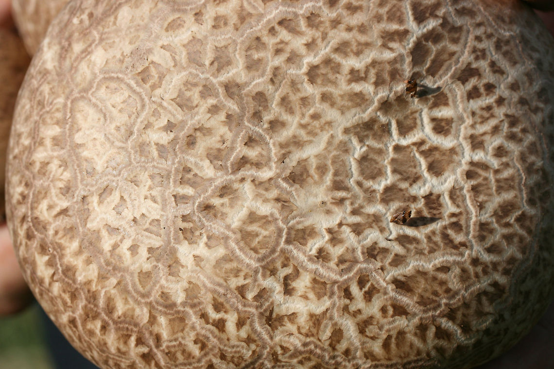 Purple-Spored Puffball (Calvatia cyathiformis) At the edge of a wetland (in grass) in Floyd County, GA.<br />
<br />
Cross-sections revealed pure white, sterile interior (gleba), meaning these were a perfect food forage for the day! In maturity, the gleba becomes filled with purple spore dust.<br />
<figure class="photo"><a href="https://www.jungledragon.com/image/67179/purple-spored_puffball_calvatia_cyathiformis.html" title="Purple-Spored Puffball (Calvatia cyathiformis)"><img src="https://s3.amazonaws.com/media.jungledragon.com/images/3231/67179_thumb.jpg?AWSAccessKeyId=05GMT0V3GWVNE7GGM1R2&Expires=1769040010&Signature=eHMA3qjSIqI6Bb58GdASH31%2FokY%3D" width="200" height="134" alt="Purple-Spored Puffball (Calvatia cyathiformis) At the edge of a wetland (in grass) in Floyd County, GA.<br />
<br />
Cross-sections revealed pure white, sterile interior (gleba), meaning these were a perfect food forage for the day! In maturity, the gleba becomes filled with purple spore dust.<br />
https://www.jungledragon.com/image/67176/purple-spored_puffball_calvatia_cyathiformis.html<br />
https://www.jungledragon.com/image/67178/purple-spored_puffball_calvatia_cyathiformis.html<br />
https://www.jungledragon.com/image/67177/purple-spored_puffball_calvatia_cyathiformis.html Calvatia cyathiformis,Fall,Geotagged,United States" /></a></figure><br />
<figure class="photo"><a href="https://www.jungledragon.com/image/67176/purple-spored_puffball_calvatia_cyathiformis.html" title="Purple-Spored Puffball (Calvatia cyathiformis)"><img src="https://s3.amazonaws.com/media.jungledragon.com/images/3231/67176_thumb.jpg?AWSAccessKeyId=05GMT0V3GWVNE7GGM1R2&Expires=1769040010&Signature=1rf1e%2BDipSHH5BUJUjnhZMg9e3o%3D" width="200" height="134" alt="Purple-Spored Puffball (Calvatia cyathiformis) At the edge of a wetland (in grass) in Floyd County, GA.<br />
<br />
Cross-sections revealed pure white, sterile interior (gleba), meaning these were a perfect food forage for the day! In maturity, the gleba becomes filled with purple spore dust.<br />
.<br />
https://www.jungledragon.com/image/67179/purple-spored_puffball_calvatia_cyathiformis.html<br />
https://www.jungledragon.com/image/67178/purple-spored_puffball_calvatia_cyathiformis.html<br />
https://www.jungledragon.com/image/67177/purple-spored_puffball_calvatia_cyathiformis.html Calvatia cyathiformis,Fall,Geotagged,United States" /></a></figure><br />
<figure class="photo"><a href="https://www.jungledragon.com/image/67177/purple-spored_puffball_calvatia_cyathiformis.html" title="Purple-Spored Puffball (Calvatia cyathiformis)"><img src="https://s3.amazonaws.com/media.jungledragon.com/images/3231/67177_thumb.jpg?AWSAccessKeyId=05GMT0V3GWVNE7GGM1R2&Expires=1769040010&Signature=9kr6kTzYAFCkVEmcuzcLr6FWAoU%3D" width="200" height="134" alt="Purple-Spored Puffball (Calvatia cyathiformis) At the edge of a wetland (in grass) in Floyd County, GA.<br />
<br />
Cross-sections revealed pure white, sterile interior (gleba), meaning these were a perfect food forage for the day! In maturity, the gleba becomes filled with purple spore dust.<br />
https://www.jungledragon.com/image/67179/purple-spored_puffball_calvatia_cyathiformis.html<br />
https://www.jungledragon.com/image/67178/purple-spored_puffball_calvatia_cyathiformis.html<br />
https://www.jungledragon.com/image/67176/purple-spored_puffball_calvatia_cyathiformis.html Calvatia cyathiformis,Fall,Geotagged,United States" /></a></figure> Calvatia,Calvatia cyathiformis,Fall,Geotagged,United States,fungi,fungus,puffball,puffballs,wetland,wetlands