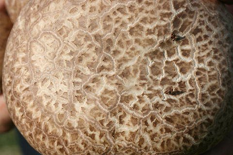 Purple-Spored Puffball (Calvatia cyathiformis) At the edge of a wetland (in grass) in Floyd County, GA.

Cross-sections revealed pure white, sterile interior (gleba), meaning these were a perfect food forage for the day! In maturity, the gleba becomes filled with purple spore dust.
https://www.jungledragon.com/image/67179/purple-spored_puffball_calvatia_cyathiformis.html
https://www.jungledragon.com/image/67176/purple-spored_puffball_calvatia_cyathiformis.html
https://www.jungledragon.com/image/67177/purple-spored_puffball_calvatia_cyathiformis.html Calvatia,Calvatia cyathiformis,Fall,Geotagged,United States,fungi,fungus,puffball,puffballs,wetland,wetlands