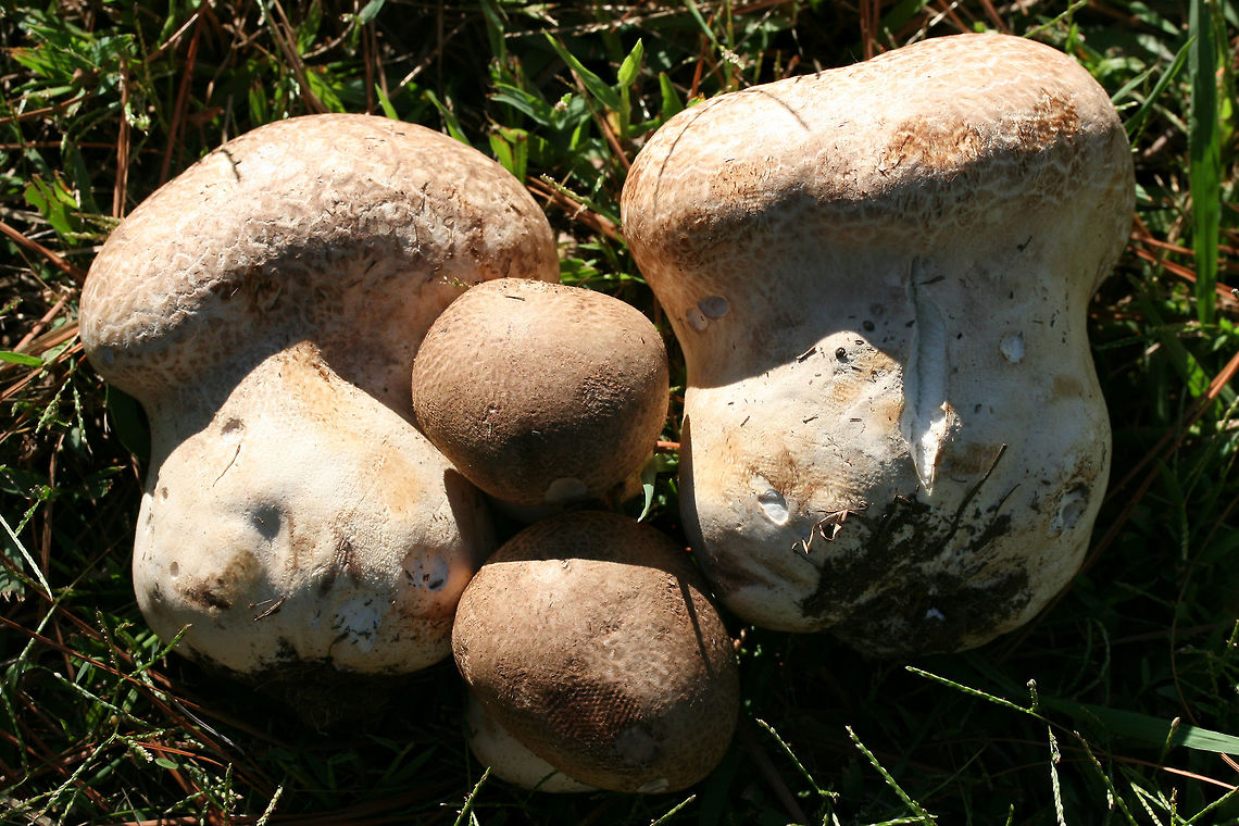Purple-Spored Puffball (Calvatia cyathiformis) At the edge of a wetland (in grass) in Floyd County, GA.<br />
<br />
Cross-sections revealed pure white, sterile interior (gleba), meaning these were a perfect food forage for the day! In maturity, the gleba becomes filled with purple spore dust.<br />
<figure class="photo"><a href="https://www.jungledragon.com/image/67176/purple-spored_puffball_calvatia_cyathiformis.html" title="Purple-Spored Puffball (Calvatia cyathiformis)"><img src="https://s3.amazonaws.com/media.jungledragon.com/images/3231/67176_thumb.jpg?AWSAccessKeyId=05GMT0V3GWVNE7GGM1R2&Expires=1769040010&Signature=1rf1e%2BDipSHH5BUJUjnhZMg9e3o%3D" width="200" height="134" alt="Purple-Spored Puffball (Calvatia cyathiformis) At the edge of a wetland (in grass) in Floyd County, GA.<br />
<br />
Cross-sections revealed pure white, sterile interior (gleba), meaning these were a perfect food forage for the day! In maturity, the gleba becomes filled with purple spore dust.<br />
.<br />
https://www.jungledragon.com/image/67179/purple-spored_puffball_calvatia_cyathiformis.html<br />
https://www.jungledragon.com/image/67178/purple-spored_puffball_calvatia_cyathiformis.html<br />
https://www.jungledragon.com/image/67177/purple-spored_puffball_calvatia_cyathiformis.html Calvatia cyathiformis,Fall,Geotagged,United States" /></a></figure><br />
<figure class="photo"><a href="https://www.jungledragon.com/image/67178/purple-spored_puffball_calvatia_cyathiformis.html" title="Purple-Spored Puffball (Calvatia cyathiformis)"><img src="https://s3.amazonaws.com/media.jungledragon.com/images/3231/67178_thumb.jpg?AWSAccessKeyId=05GMT0V3GWVNE7GGM1R2&Expires=1769040010&Signature=DmTSthc5x%2B1XmbGa7MT27wsiu%2F4%3D" width="200" height="134" alt="Purple-Spored Puffball (Calvatia cyathiformis) At the edge of a wetland (in grass) in Floyd County, GA.<br />
<br />
Cross-sections revealed pure white, sterile interior (gleba), meaning these were a perfect food forage for the day! In maturity, the gleba becomes filled with purple spore dust.<br />
https://www.jungledragon.com/image/67179/purple-spored_puffball_calvatia_cyathiformis.html<br />
https://www.jungledragon.com/image/67176/purple-spored_puffball_calvatia_cyathiformis.html<br />
https://www.jungledragon.com/image/67177/purple-spored_puffball_calvatia_cyathiformis.html Calvatia,Calvatia cyathiformis,Fall,Geotagged,United States,fungi,fungus,puffball,puffballs,wetland,wetlands" /></a></figure><br />
<figure class="photo"><a href="https://www.jungledragon.com/image/67177/purple-spored_puffball_calvatia_cyathiformis.html" title="Purple-Spored Puffball (Calvatia cyathiformis)"><img src="https://s3.amazonaws.com/media.jungledragon.com/images/3231/67177_thumb.jpg?AWSAccessKeyId=05GMT0V3GWVNE7GGM1R2&Expires=1769040010&Signature=9kr6kTzYAFCkVEmcuzcLr6FWAoU%3D" width="200" height="134" alt="Purple-Spored Puffball (Calvatia cyathiformis) At the edge of a wetland (in grass) in Floyd County, GA.<br />
<br />
Cross-sections revealed pure white, sterile interior (gleba), meaning these were a perfect food forage for the day! In maturity, the gleba becomes filled with purple spore dust.<br />
https://www.jungledragon.com/image/67179/purple-spored_puffball_calvatia_cyathiformis.html<br />
https://www.jungledragon.com/image/67178/purple-spored_puffball_calvatia_cyathiformis.html<br />
https://www.jungledragon.com/image/67176/purple-spored_puffball_calvatia_cyathiformis.html Calvatia cyathiformis,Fall,Geotagged,United States" /></a></figure> Calvatia cyathiformis,Fall,Geotagged,United States