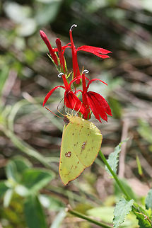 Cloudless Sulphur (Phoebis sennae) On Cardinal Flower (Lobelia cardinalis) near a wetland habitat.
https://www.jungledragon.com/image/67181/cloudless_sulphur_phoebis_sennae.html Cloudless sulphur,Fall,Geotagged,Phoebis sennae,United States
