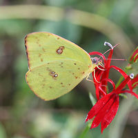 Cloudless Sulphur (Phoebis sennae) On Cardinal Flower (Lobelia cardinalis) near a wetland habitat.<br />
https://www.jungledragon.com/image/67180/cloudless_sulphur_phoebis_sennae.html<br />
 Cloudless sulphur,Fall,Geotagged,Phoebis sennae,United States