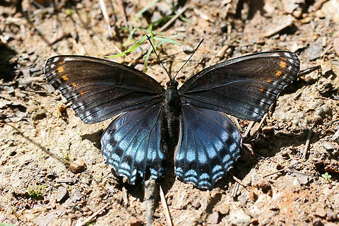 Red-spotted Purple (Limenitis arthemis astynax) Near a wetland habitat in Floyd County, GA.
 Fall,Geotagged,Limenitis arthemis,Red-spotted purple,United States