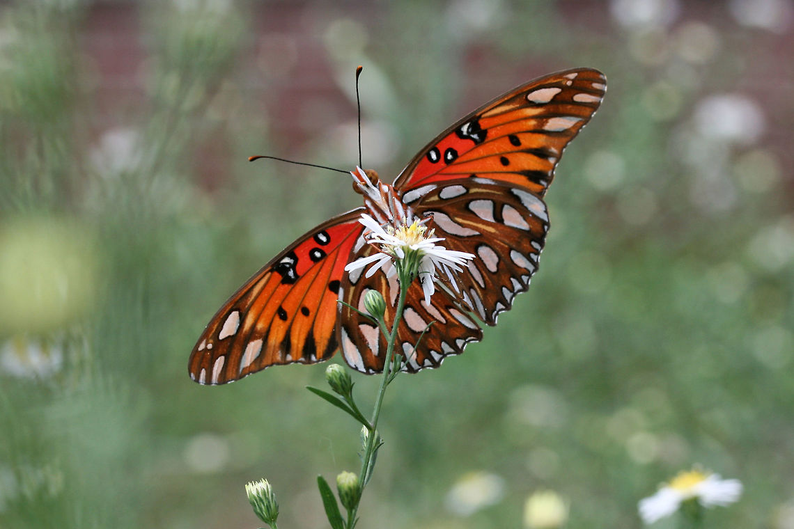 Gulf Fritillary (Agraulis vanillae) Several beauties nectaring on Symphyotrichum sp. in an overgrown backyard habitat.<br />
<section class="video"><iframe width="448" height="252" src="https://player.vimeo.com/video/293340557?title=0&byline=0&portrait=0" frameborder="0"></iframe></section><br />
<figure class="photo"><a href="https://www.jungledragon.com/image/67210/gulf_fritillary_agraulis_vanillae.html" title="Gulf Fritillary (Agraulis vanillae)"><img src="https://s3.amazonaws.com/media.jungledragon.com/images/3231/67210_thumb.jpg?AWSAccessKeyId=05GMT0V3GWVNE7GGM1R2&Expires=1769040010&Signature=knyvLw%2B89VldClx02xBdkHTNPiM%3D" width="200" height="134" alt="Gulf Fritillary (Agraulis vanillae) Several beauties nectaring on Symphyotrichum sp. in an overgrown backyard habitat.<br />
https://vimeo.com/293340557<br />
https://www.jungledragon.com/image/67207/gulf_fritillary_agraulis_vanillae.html<br />
https://www.jungledragon.com/image/67209/gulf_fritillary_agraulis_vanillae.html<br />
https://www.jungledragon.com/image/67208/gulf_fritillary_agraulis_vanillae.html Agraulis vanillae,Fall,Geotagged,Gulf fritillary,United States" /></a></figure><br />
<figure class="photo"><a href="https://www.jungledragon.com/image/67209/gulf_fritillary_agraulis_vanillae.html" title="Gulf Fritillary (Agraulis vanillae)"><img src="https://s3.amazonaws.com/media.jungledragon.com/images/3231/67209_thumb.jpg?AWSAccessKeyId=05GMT0V3GWVNE7GGM1R2&Expires=1769040010&Signature=DxXx%2BJq5O3%2FR6iZPuuhtULqIhiY%3D" width="200" height="134" alt="Gulf Fritillary (Agraulis vanillae) Several beauties nectaring on Symphyotrichum sp. in an overgrown backyard habitat.<br />
https://vimeo.com/293340557<br />
https://www.jungledragon.com/image/67210/gulf_fritillary_agraulis_vanillae.html<br />
https://www.jungledragon.com/image/67207/gulf_fritillary_agraulis_vanillae.html<br />
https://www.jungledragon.com/image/67208/gulf_fritillary_agraulis_vanillae.html Agraulis vanillae,Fall,Geotagged,Gulf fritillary,United States" /></a></figure><br />
<figure class="photo"><a href="https://www.jungledragon.com/image/67208/gulf_fritillary_agraulis_vanillae.html" title="Gulf Fritillary (Agraulis vanillae)"><img src="https://s3.amazonaws.com/media.jungledragon.com/images/3231/67208_thumb.jpg?AWSAccessKeyId=05GMT0V3GWVNE7GGM1R2&Expires=1769040010&Signature=fWz5vE%2BKLCy28A0bdnDhTWF8Gl8%3D" width="200" height="134" alt="Gulf Fritillary (Agraulis vanillae) Several beauties nectaring on Symphyotrichum sp. in an overgrown backyard habitat.<br />
https://vimeo.com/293340557<br />
https://www.jungledragon.com/image/67210/gulf_fritillary_agraulis_vanillae.html<br />
https://www.jungledragon.com/image/67209/gulf_fritillary_agraulis_vanillae.html<br />
https://www.jungledragon.com/image/67207/gulf_fritillary_agraulis_vanillae.html Agraulis vanillae,Fall,Geotagged,Gulf fritillary,United States" /></a></figure> Agraulis vanillae,Fall,Geotagged,Gulf fritillary,United States
