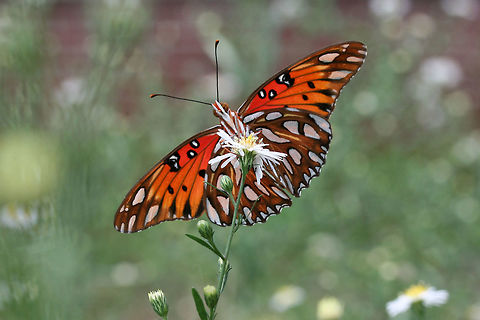 Gulf Fritillary (Agraulis vanillae) Several beauties nectaring on Symphyotrichum sp. in an overgrown backyard habitat.
https://vimeo.com/293340557
https://www.jungledragon.com/image/67210/gulf_fritillary_agraulis_vanillae.html
https://www.jungledragon.com/image/67209/gulf_fritillary_agraulis_vanillae.html
https://www.jungledragon.com/image/67208/gulf_fritillary_agraulis_vanillae.html Agraulis vanillae,Fall,Geotagged,Gulf fritillary,United States