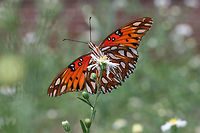 Gulf Fritillary (Agraulis vanillae) Several beauties nectaring on Symphyotrichum sp. in an overgrown backyard habitat.<br />
https://vimeo.com/293340557<br />
https://www.jungledragon.com/image/67210/gulf_fritillary_agraulis_vanillae.html<br />
https://www.jungledragon.com/image/67209/gulf_fritillary_agraulis_vanillae.html<br />
https://www.jungledragon.com/image/67208/gulf_fritillary_agraulis_vanillae.html Agraulis vanillae,Fall,Geotagged,Gulf fritillary,United States