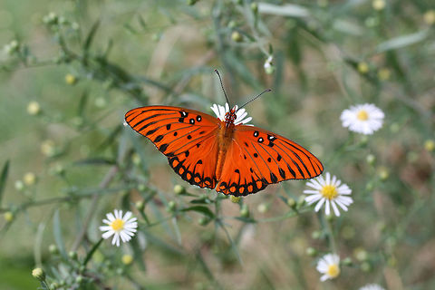 Gulf Fritillary (Agraulis vanillae) Several beauties nectaring on Symphyotrichum sp. in an overgrown backyard habitat.
https://vimeo.com/293340557
https://www.jungledragon.com/image/67210/gulf_fritillary_agraulis_vanillae.html
https://www.jungledragon.com/image/67209/gulf_fritillary_agraulis_vanillae.html
https://www.jungledragon.com/image/67207/gulf_fritillary_agraulis_vanillae.html Agraulis vanillae,Fall,Geotagged,Gulf fritillary,United States