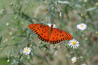 Gulf Fritillary (Agraulis vanillae) Several beauties nectaring on Symphyotrichum sp. in an overgrown backyard habitat.<br />
https://vimeo.com/293340557<br />
https://www.jungledragon.com/image/67210/gulf_fritillary_agraulis_vanillae.html<br />
https://www.jungledragon.com/image/67209/gulf_fritillary_agraulis_vanillae.html<br />
https://www.jungledragon.com/image/67207/gulf_fritillary_agraulis_vanillae.html Agraulis vanillae,Fall,Geotagged,Gulf fritillary,United States