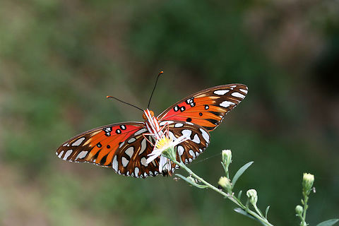 Gulf Fritillary (Agraulis vanillae) Several beauties nectaring on Symphyotrichum sp. in an overgrown backyard habitat.
https://vimeo.com/293340557
https://www.jungledragon.com/image/67210/gulf_fritillary_agraulis_vanillae.html
https://www.jungledragon.com/image/67207/gulf_fritillary_agraulis_vanillae.html
https://www.jungledragon.com/image/67208/gulf_fritillary_agraulis_vanillae.html Agraulis vanillae,Fall,Geotagged,Gulf fritillary,United States