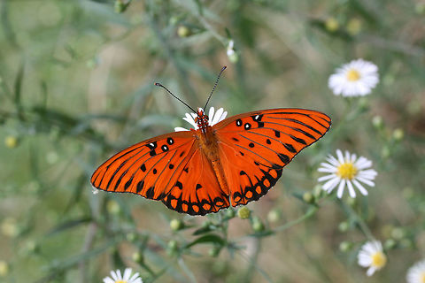 Gulf Fritillary (Agraulis vanillae) Several beauties nectaring on Symphyotrichum sp. in an overgrown backyard habitat.
https://vimeo.com/293340557
https://www.jungledragon.com/image/67207/gulf_fritillary_agraulis_vanillae.html
https://www.jungledragon.com/image/67209/gulf_fritillary_agraulis_vanillae.html
https://www.jungledragon.com/image/67208/gulf_fritillary_agraulis_vanillae.html Agraulis vanillae,Fall,Geotagged,Gulf fritillary,United States