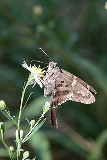 Long-tailed Skipper (Urbanus proteus) On Symphyotrichum sp. in an overgrown backyard habitat.

The Long-tailed Skipper is one of my favorite butterflies, but it has proven notoriously difficult to photograph as it does not like to sit still for photographs! :D
https://www.jungledragon.com/image/67212/long-tailed_skipper_urbanus_proteus.html
https://www.jungledragon.com/image/67213/long-tailed_skipper_urbanus_proteus.html
https://www.jungledragon.com/image/67214/long-tailed_skipper_urbanus_proteus.html Fall,Geotagged,Long-tailed Skipper,United States,Urbanus proteus