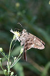 Long-tailed Skipper (Urbanus proteus) On Symphyotrichum sp. in an overgrown backyard habitat.<br />
<br />
The Long-tailed Skipper is one of my favorite butterflies, but it has proven notoriously difficult to photograph as it does not like to sit still for photographs! :D<br />
https://www.jungledragon.com/image/67212/long-tailed_skipper_urbanus_proteus.html<br />
https://www.jungledragon.com/image/67213/long-tailed_skipper_urbanus_proteus.html<br />
https://www.jungledragon.com/image/67214/long-tailed_skipper_urbanus_proteus.html Fall,Geotagged,Long-tailed Skipper,United States,Urbanus proteus