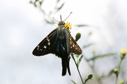 Long-tailed Skipper (Urbanus proteus) On Symphyotrichum sp. in an overgrown backyard habitat.

The Long-tailed Skipper is one of my favorite butterflies, but it has proven notoriously difficult to photograph as it does not like to sit still for photographs! :D
https://www.jungledragon.com/image/67211/long-tailed_skipper_urbanus_proteus.html
https://www.jungledragon.com/image/67213/long-tailed_skipper_urbanus_proteus.html
https://www.jungledragon.com/image/67214/long-tailed_skipper_urbanus_proteus.html Fall,Geotagged,Long-tailed Skipper,United States,Urbanus proteus