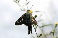Long-tailed Skipper (Urbanus proteus) On Symphyotrichum sp. in an overgrown backyard habitat.<br />
<br />
The Long-tailed Skipper is one of my favorite butterflies, but it has proven notoriously difficult to photograph as it does not like to sit still for photographs! :D<br />
https://www.jungledragon.com/image/67211/long-tailed_skipper_urbanus_proteus.html<br />
https://www.jungledragon.com/image/67213/long-tailed_skipper_urbanus_proteus.html<br />
https://www.jungledragon.com/image/67214/long-tailed_skipper_urbanus_proteus.html Fall,Geotagged,Long-tailed Skipper,United States,Urbanus proteus