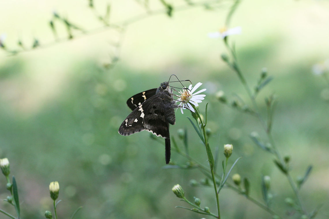 Long-tailed Skipper (Urbanus proteus) On Symphyotrichum sp. in an overgrown backyard habitat.<br />
<br />
The Long-tailed Skipper is one of my favorite butterflies, but it has proven notoriously difficult to photograph as it does not like to sit still for photographs! :D<br />
<figure class="photo"><a href="https://www.jungledragon.com/image/67212/long-tailed_skipper_urbanus_proteus.html" title="Long-tailed Skipper (Urbanus proteus)"><img src="https://s3.amazonaws.com/media.jungledragon.com/images/3231/67212_thumb.jpg?AWSAccessKeyId=05GMT0V3GWVNE7GGM1R2&Expires=1763596810&Signature=BsTmW3cazC6RuYSS%2BscqxaXQPmU%3D" width="200" height="134" alt="Long-tailed Skipper (Urbanus proteus) On Symphyotrichum sp. in an overgrown backyard habitat.<br />
<br />
The Long-tailed Skipper is one of my favorite butterflies, but it has proven notoriously difficult to photograph as it does not like to sit still for photographs! :D<br />
https://www.jungledragon.com/image/67211/long-tailed_skipper_urbanus_proteus.html<br />
https://www.jungledragon.com/image/67213/long-tailed_skipper_urbanus_proteus.html<br />
https://www.jungledragon.com/image/67214/long-tailed_skipper_urbanus_proteus.html Fall,Geotagged,Long-tailed Skipper,United States,Urbanus proteus" /></a></figure><br />
<figure class="photo"><a href="https://www.jungledragon.com/image/67211/long-tailed_skipper_urbanus_proteus.html" title="Long-tailed Skipper (Urbanus proteus)"><img src="https://s3.amazonaws.com/media.jungledragon.com/images/3231/67211_thumb.jpg?AWSAccessKeyId=05GMT0V3GWVNE7GGM1R2&Expires=1763596810&Signature=LQlwNwGSdGMLLLxFQsAj7Ki%2BZe8%3D" width="102" height="152" alt="Long-tailed Skipper (Urbanus proteus) On Symphyotrichum sp. in an overgrown backyard habitat.<br />
<br />
The Long-tailed Skipper is one of my favorite butterflies, but it has proven notoriously difficult to photograph as it does not like to sit still for photographs! :D<br />
https://www.jungledragon.com/image/67212/long-tailed_skipper_urbanus_proteus.html<br />
https://www.jungledragon.com/image/67213/long-tailed_skipper_urbanus_proteus.html<br />
https://www.jungledragon.com/image/67214/long-tailed_skipper_urbanus_proteus.html Fall,Geotagged,Long-tailed Skipper,United States,Urbanus proteus" /></a></figure><br />
<figure class="photo"><a href="https://www.jungledragon.com/image/67214/long-tailed_skipper_urbanus_proteus.html" title="Long-tailed Skipper (Urbanus proteus)"><img src="https://s3.amazonaws.com/media.jungledragon.com/images/3231/67214_thumb.jpg?AWSAccessKeyId=05GMT0V3GWVNE7GGM1R2&Expires=1763596810&Signature=h9Rkm9gZqVYTuug%2FlMProxIowqI%3D" width="200" height="134" alt="Long-tailed Skipper (Urbanus proteus) On Symphyotrichum sp. in an overgrown backyard habitat.<br />
<br />
The Long-tailed Skipper is one of my favorite butterflies, but it has proven notoriously difficult to photograph as it does not like to sit still for photographs! :D<br />
https://www.jungledragon.com/image/67212/long-tailed_skipper_urbanus_proteus.html<br />
https://www.jungledragon.com/image/67213/long-tailed_skipper_urbanus_proteus.html<br />
https://www.jungledragon.com/image/67211/long-tailed_skipper_urbanus_proteus.html Fall,Geotagged,Long-tailed Skipper,United States,Urbanus proteus" /></a></figure><br />
<br />
<section class="video"><iframe width="448" height="252" src="https://player.vimeo.com/video/293416858?title=0&byline=0&portrait=0" frameborder="0"></iframe></section> Fall,Geotagged,Long-tailed Skipper,United States,Urbanus proteus